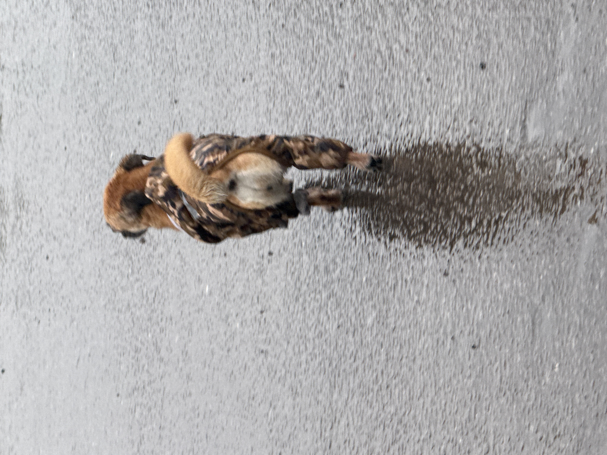 A small dog wearing a camouflage jacket walks away from the camera across a wet, grey asphalt surface, likely a street or sidewalk, in Moscow, Russia. The dog's tail is curled upwards, and its hindquarters are visible. The asphalt is reflective due to recent rain, and a faint reflection of the dog is visible on the wet surface. Small dark specks, possibly raindrops or debris, are scattered across the ground. The overall lighting suggests an overcast or rainy day.