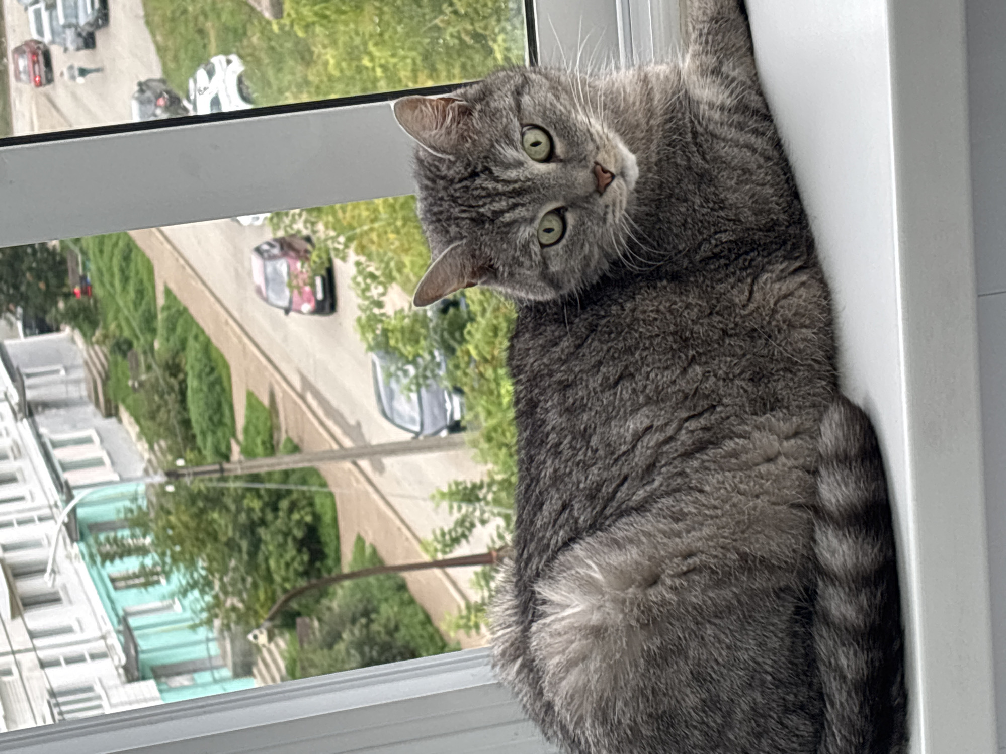 A grey tabby cat with green eyes is lying on a windowsill. Outside the window, a street scene is visible with apartment buildings, trees, and cars. The buildings appear to be in a residential area of Chaikovsky, Russia. The cat is the main subject, with its body occupying the foreground of the image. The background is blurred, but details of the urban environment are discernible.