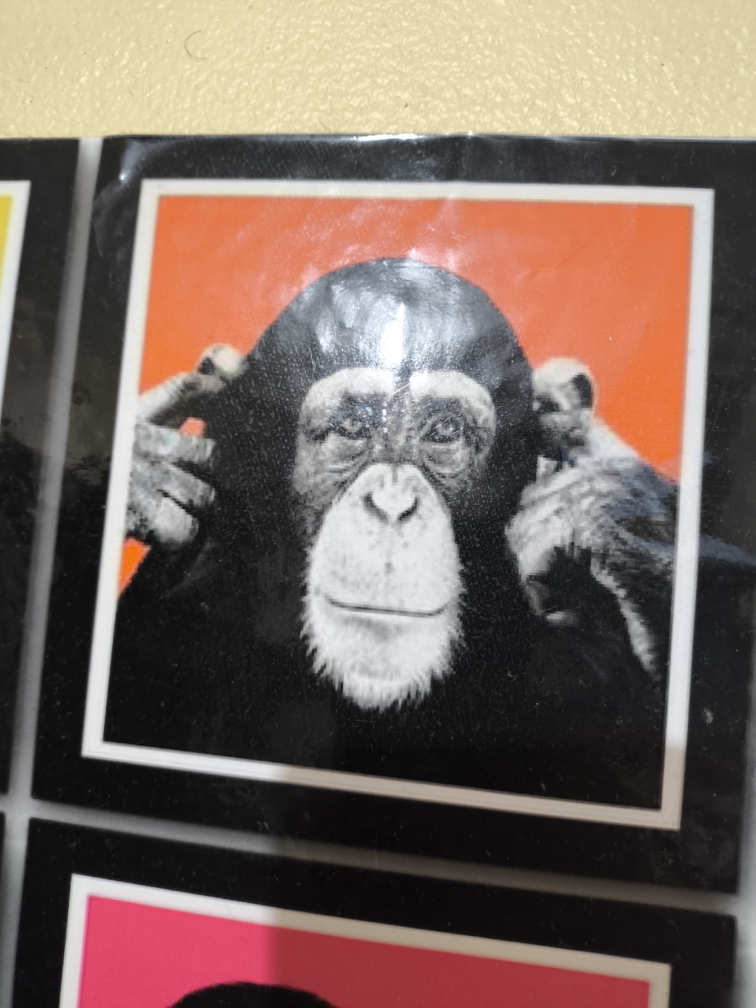 A square tile or panel with a black border and white inner border features a chimpanzee with its hands covering its ears against an orange background. The chimpanzee's fur is black, and its face is primarily white. It is positioned in the center of the square. To the left and below, portions of adjacent tiles with yellow and pink backgrounds are visible. The location is Unknown, Unknown.