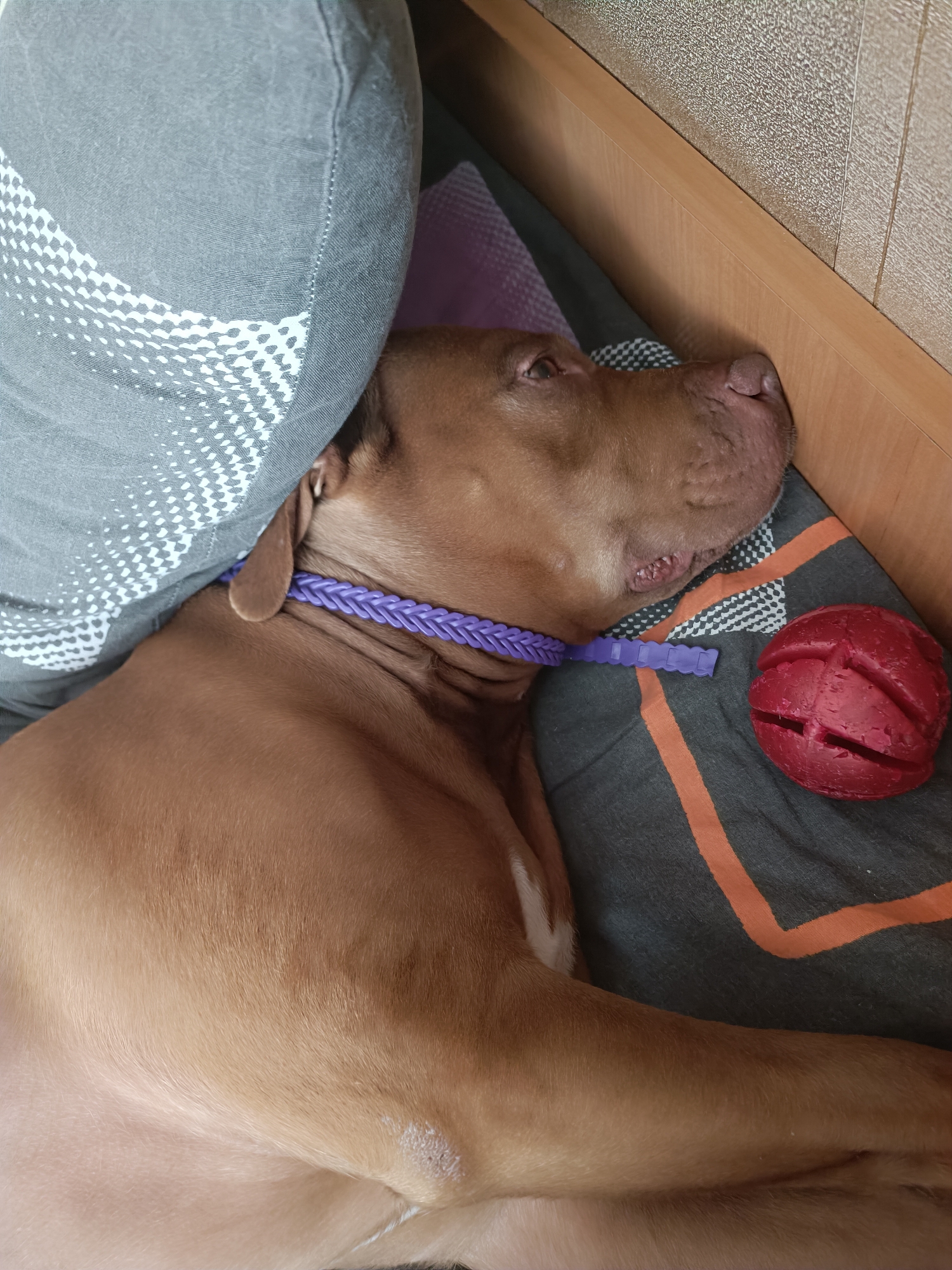 An adult, short-haired, brown-colored dog is sleeping on a gray blanket with orange stripes. The dog is lying on its right side with its head resting on a gray pillow with a white geometric pattern. A purple braided collar is around the dog's neck. Next to the dog is a red chew toy. The scene appears to be indoors, possibly on a bed or couch, with a wooden headboard visible in the background. The lighting suggests it is daytime.