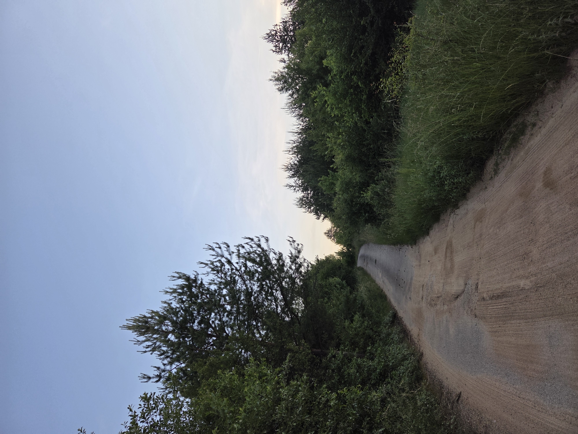 The image depicts a rural dirt road winding through a forested area, likely in or around Gorna Dikanya, Bulgaria. The sky is a clear, pale blue, suggesting either early morning or late evening. On the left side of the road, dense green foliage and a tall pine tree dominate the foreground, with the trees extending along the left edge of the path. The road itself is uneven, with patches of gravel and sand, and shows signs of wear and tear. On the right side of the road, tall grass and more trees form a natural border, leading towards a thicker forest in the distance. The overall impression is one of natural tranquility and a remote setting. There are no people or animals visible in the image.