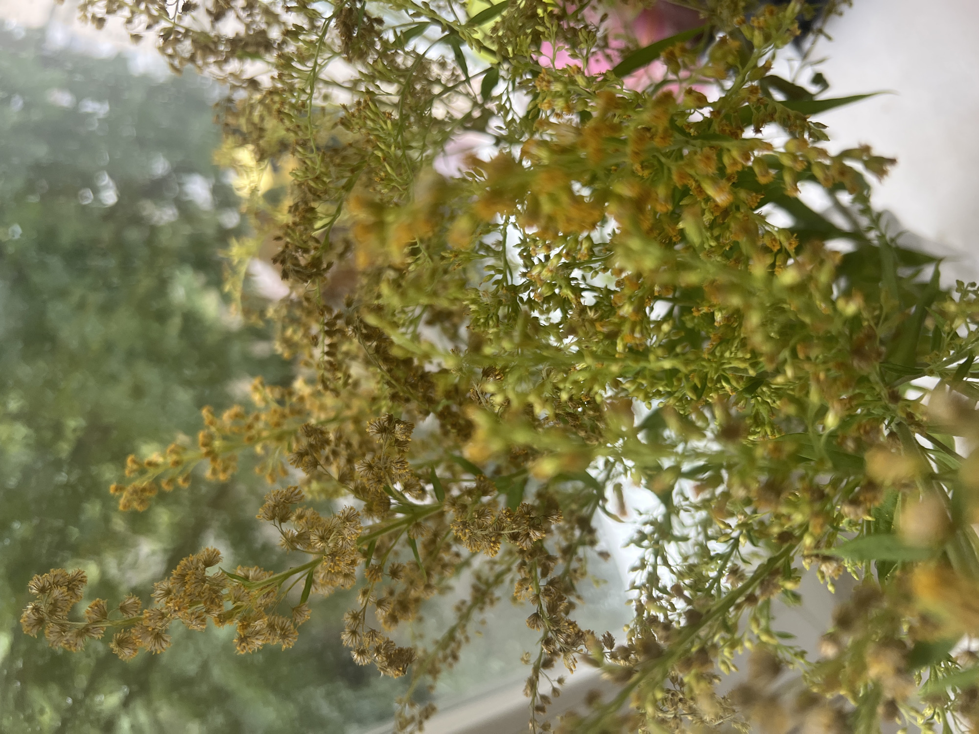 A close-up shot captures a bouquet of small, yellowish-brown wildflowers with green stems, arranged in a vase. The flowers are in focus, with a blurred background that suggests an outdoor environment with greenery. The lighting is soft and natural, indicating it might be daytime. The image's resolution is adequate, allowing for clear observation of the floral details. The composition is centered on the flowers, with a shallow depth of field blurring out the surroundings. There are no people or animals visible in the image.