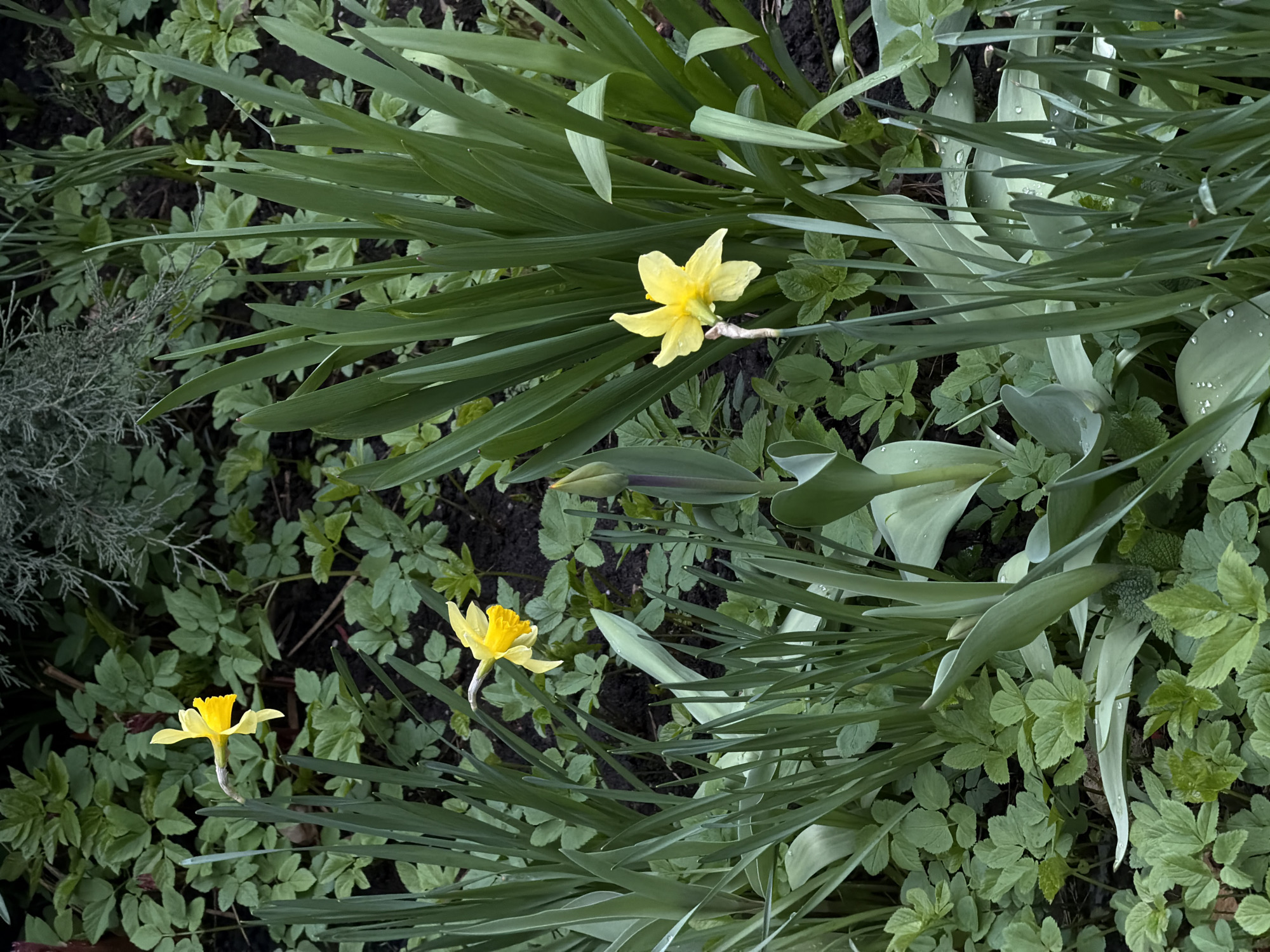 This overhead shot captures a vibrant garden bed in Khimki, Russia, showcasing a variety of green foliage and blooming yellow daffodils. Three daffodils are visible, with the most prominent one situated in the upper-middle section of the frame, displaying its distinct yellow petals and central trumpet. Two smaller daffodils bloom in the lower-left portion of the image.
The garden is characterized by a dense arrangement of lush green plants. Long, slender, blade-like leaves, characteristic of daffodils or similar bulb plants, crisscross the scene. Broader, light green leaves, possibly from tulips, are also visible, some bearing small, clear water droplets, suggesting recent rain or morning dew. The ground is further covered by a carpet of smaller, lighter green groundcover plants with numerous individual leaves. In the far left, a segment of a darker, bushier plant with needle-like foliage adds textural contrast.
The overall impression is one of natural growth and freshness, indicative of spring. The lighting is soft and diffused, creating a gentle, natural ambiance without harsh shadows. No human subjects or discernible text are present in the image.