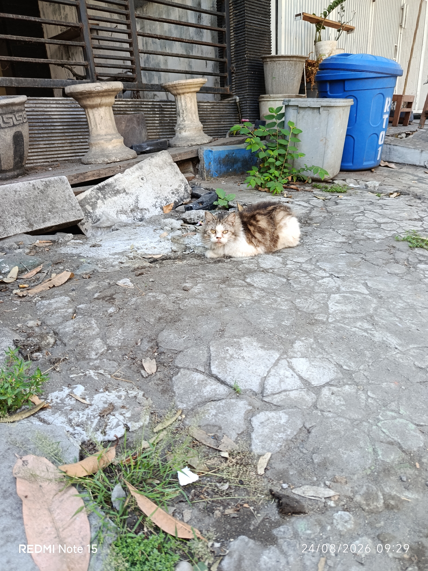 The image depicts an outdoor scene with a cat resting on a cracked concrete surface. The cat is a domestic shorthair with brown and white tabby markings, and it is lying down, facing the camera with its eyes open. Surrounding the cat are scattered dry leaves, some patches of green grass, and debris. In the background, there are several large plastic bins, one of which is bright blue, and other outdoor elements such as stacked items, a metal grate structure, and part of a building. The overall environment appears to be an urban or semi-urban outdoor area. The scene is well-lit, suggesting daytime. The image was taken in Keboansikep, Indonesia, as indicated by the timestamp in the bottom right corner of the image which reads "24/08/2026 09:29". The text "REDMI Note 15" is also visible in the bottom left corner, which is likely the model of the device used to capture the image.