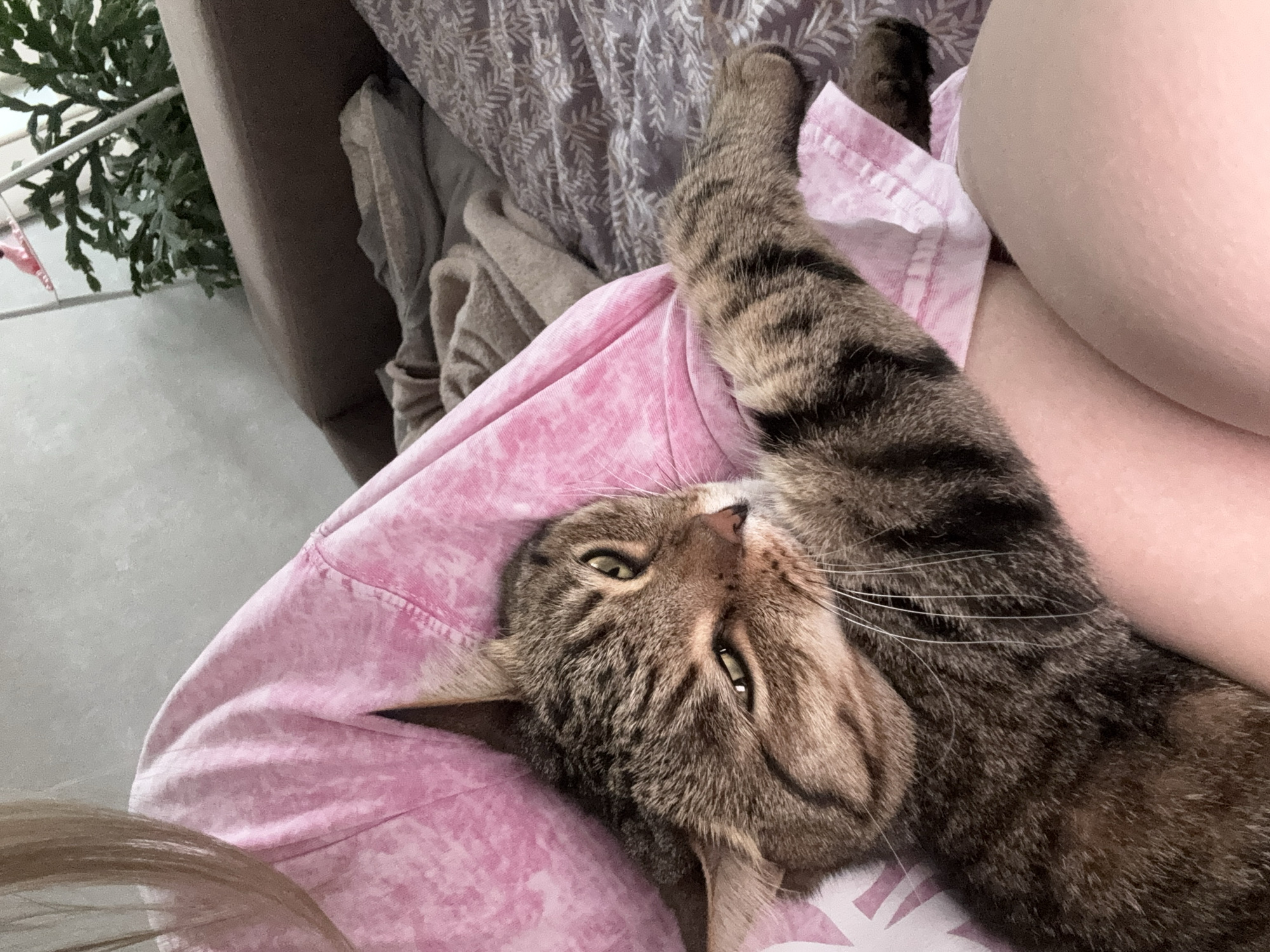 An indoor scene depicts a brown and black striped tabby cat resting on a person. The cat lies on its left side, positioned across the person's lap or chest, with its head turned to face the viewer. Its greenish-yellow eyes are partially open, and one front paw extends forward onto the person's clothing. The person, with light-toned skin, is wearing a loose-fitting, light pink garment with a mottled or tie-dye pattern. Light-colored hair is visible in the upper left of the frame. The background includes a grey and white patterned blanket or bedding, a tan blanket, and the back of a brown sofa or headboard. Behind the sofa, a green houseplant with broad, serrated leaves stands on a white shelf or stand against a light-colored wall. The specific location within Chaikovsky, Russia, cannot be determined from the image.