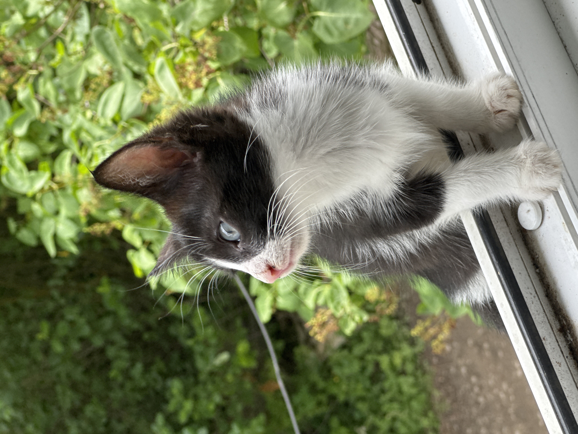 A black and white kitten with blue eyes sits on a white windowsill. The kitten is looking to the left, with its head turned. Behind the kitten is a blurred background of green foliage and trees, suggesting an outdoor setting. The windowsill is weathered and appears to be in a residential area. The specific location in Zaokskiy, Russia is not identifiable from the image alone, but the presence of the windowsill and natural background implies a dwelling with an exterior view.