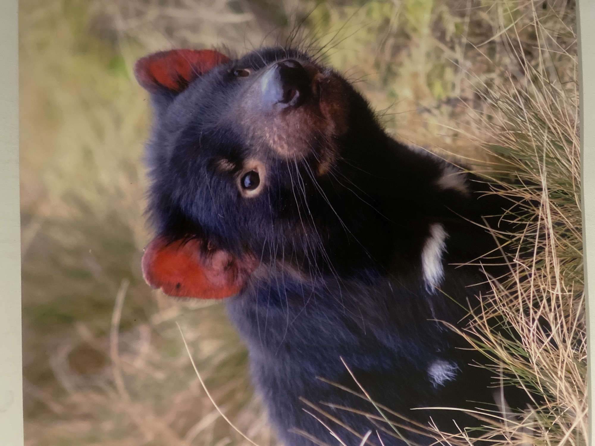 The image depicts a Tasmanian Devil (Sarcophilus harrisii) in a mid-shot, captured within a grassy outdoor enclosure in Davao City, Philippines. The animal possesses dense black fur, striking bright red ears, and a dark snout, with dark, alert eyes gazing slightly upward and to the right. Fine whiskers are visible around its muzzle. Distinct white patches of fur are present on its lower left chest/shoulder and a less defined area on its right side. The Tasmanian Devil is positioned among tall, predominantly dry, brown grasses interspersed with some green stalks. The background is softly blurred, emphasizing the subject and the naturalistic, simulated habitat. The scene is illuminated by natural daylight.