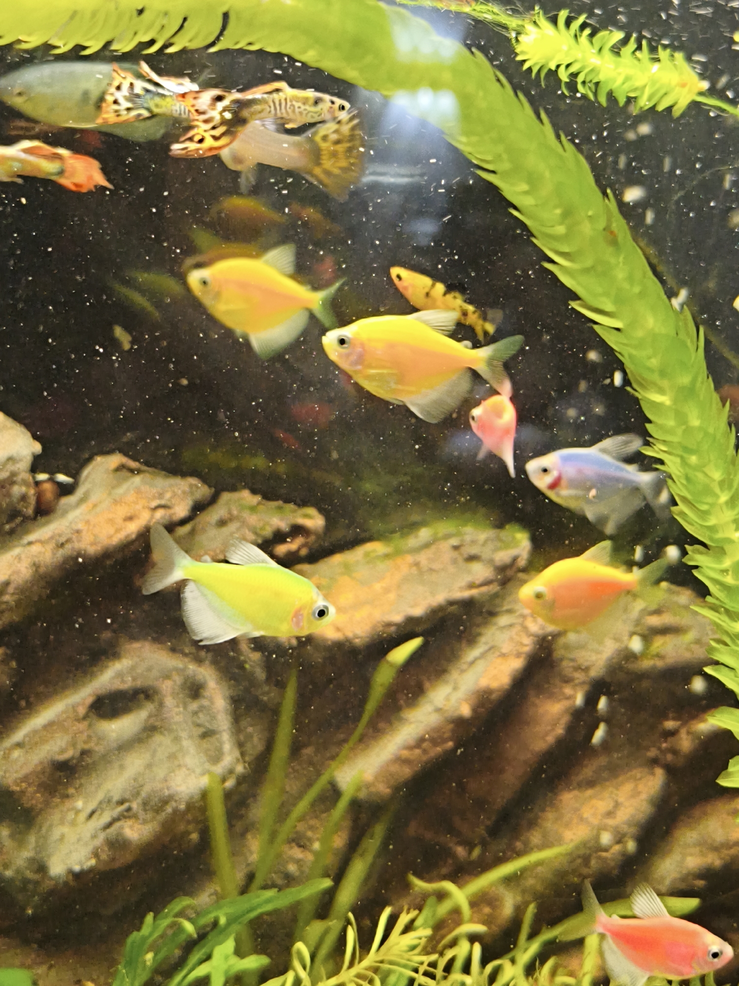 The image shows a freshwater aquarium populated with various fish species and aquatic plants. Several neon tetra fish of differing colors are visible, including yellow, pink, orange, and blue. Some guppies swim near the water's surface. The aquarium contains decorative rocks and both artificial and natural-looking plant life. The background is dark. No information is provided that would indicate this is in the city of Sevastopol, Ukraine.