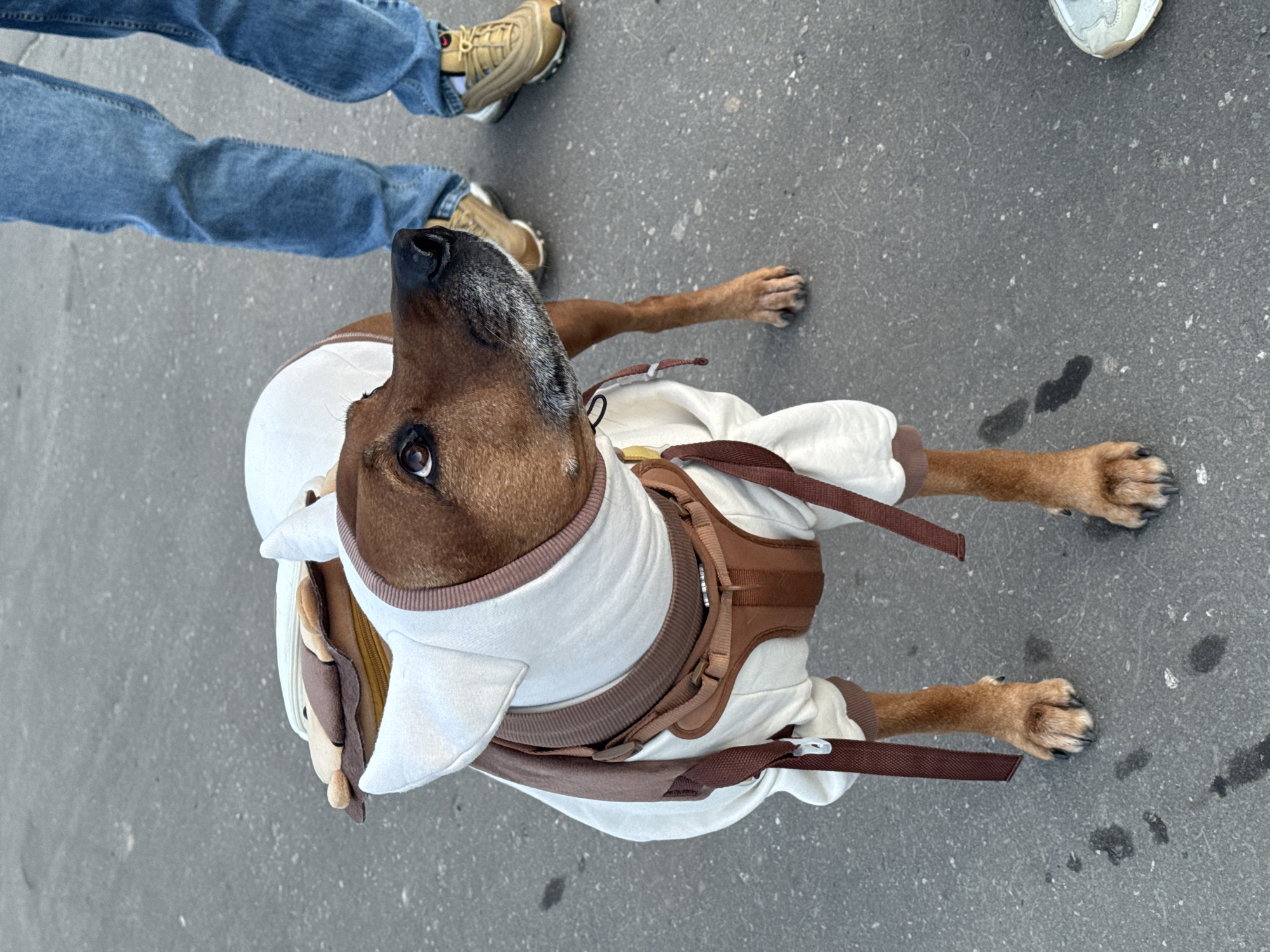 A brown dog with a white harness and white hood with pointy ears stands on a grey pavement. The dog is looking up. The lower legs of two people are visible, one in blue jeans and tan shoes, the other in grey shoes. The location is likely Nizhny Novgorod, Russia, given the context.