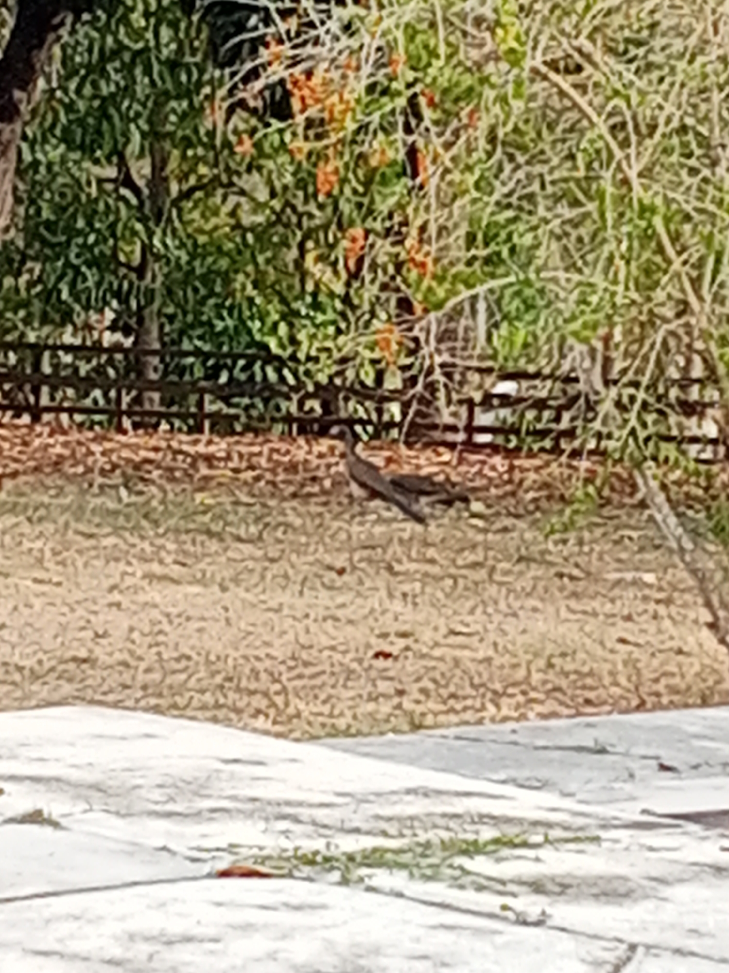 The image shows a blurred scene in what appears to be a park or garden. In the middle ground, there's a bird, possibly a peacock or similar species, walking on the grass. The bird is dark-colored and its details are somewhat indistinct due to the image quality. Behind the bird, there's a low, dark-colored fence, and a dense patch of trees and foliage. Some orange flowers or fruits are visible among the greenery. In the foreground, there's a paved area, possibly a sidewalk, with some vegetation growing in the cracks. The overall lighting is bright, suggesting a sunny day. The location is identified as Tinaquillo, Venezuela, though there are no specific landmarks visible in the image to confirm the location.