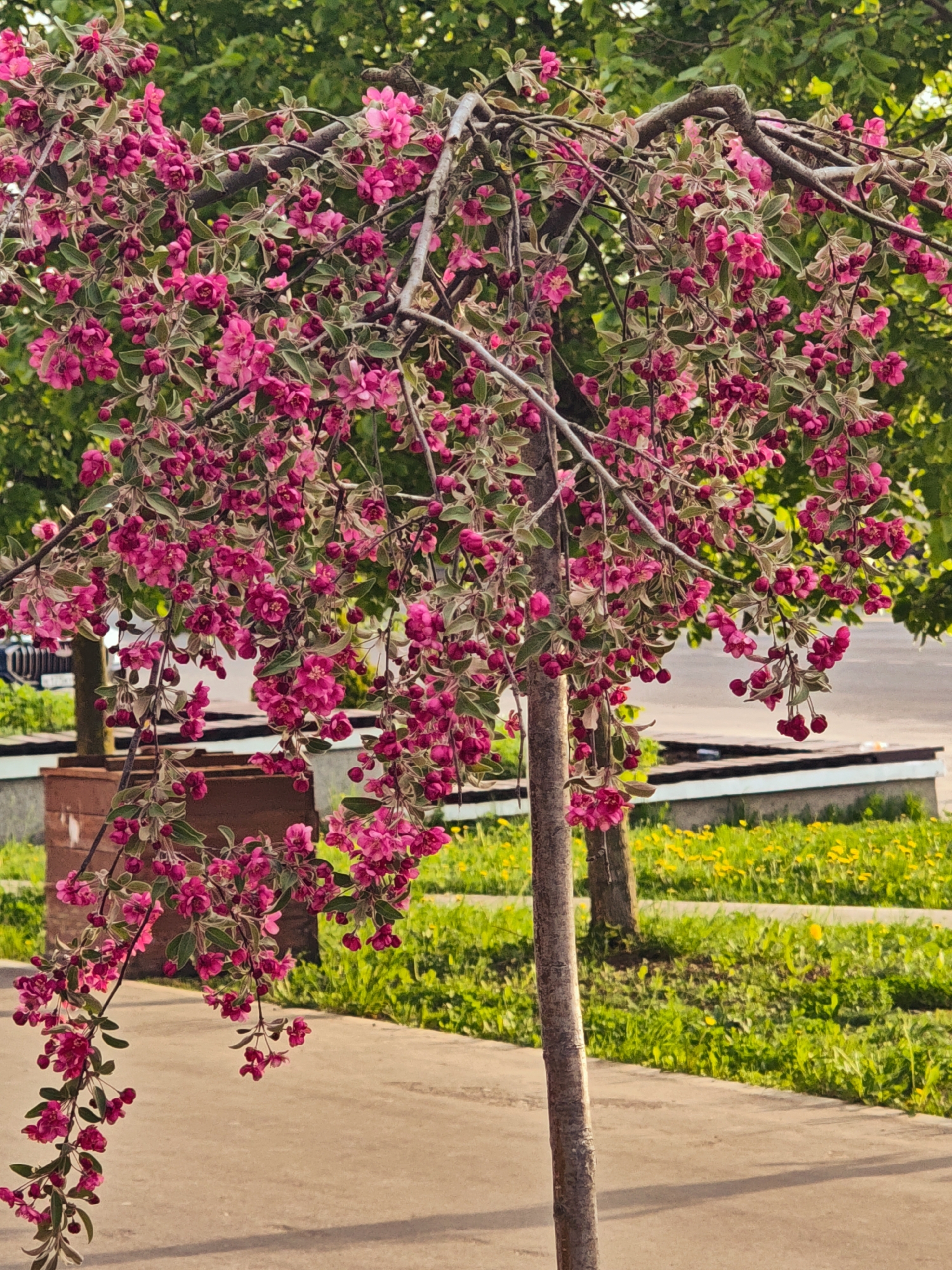 A vibrant ornamental tree, densely covered with bright pink blossoms, dominates the foreground. The tree has a slender, grey-brown trunk and branches that droop downwards due to the weight of the flowers. The tree is positioned beside a paved sidewalk, with green grass and patches of yellow flowers visible on the other side of the pavement. In the background, other trees with green foliage can be seen, along with sections of a street and parts of buildings. A planter box with a brown exterior is visible behind the tree on the left.