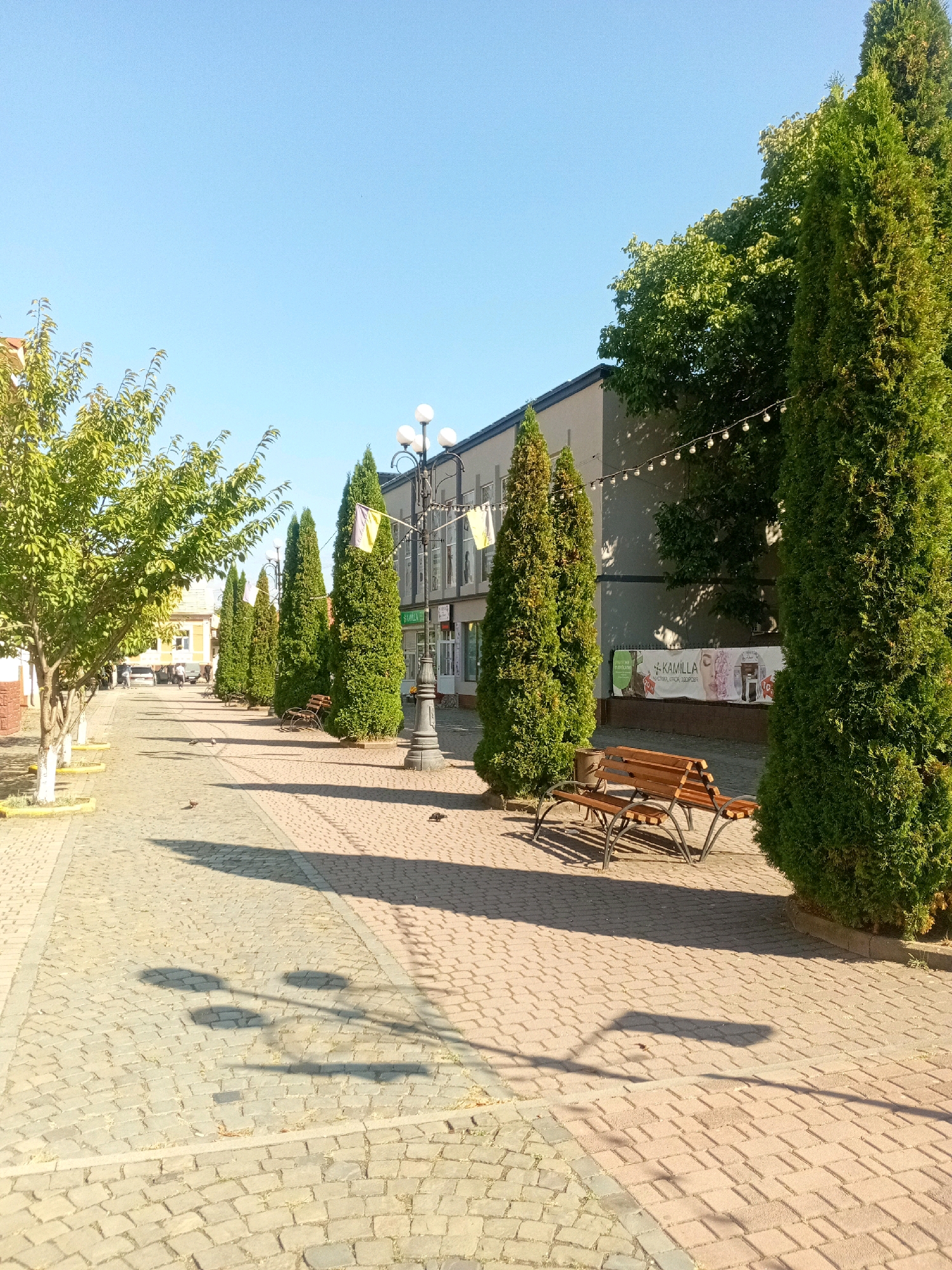 The image depicts a paved walkway lined with trees and lampposts in Tiachiv, Ukraine. On the left, a row of trees with green foliage, some with white-painted bases, borders the walkway. Several lampposts, some with multiple lights, are visible along the path, casting shadows on the cobblestone ground. In the background, buildings with windows and advertisements are present. There are two wooden benches on the right side of the walkway. Several pigeons are scattered on the pavement. The sky is clear and blue.