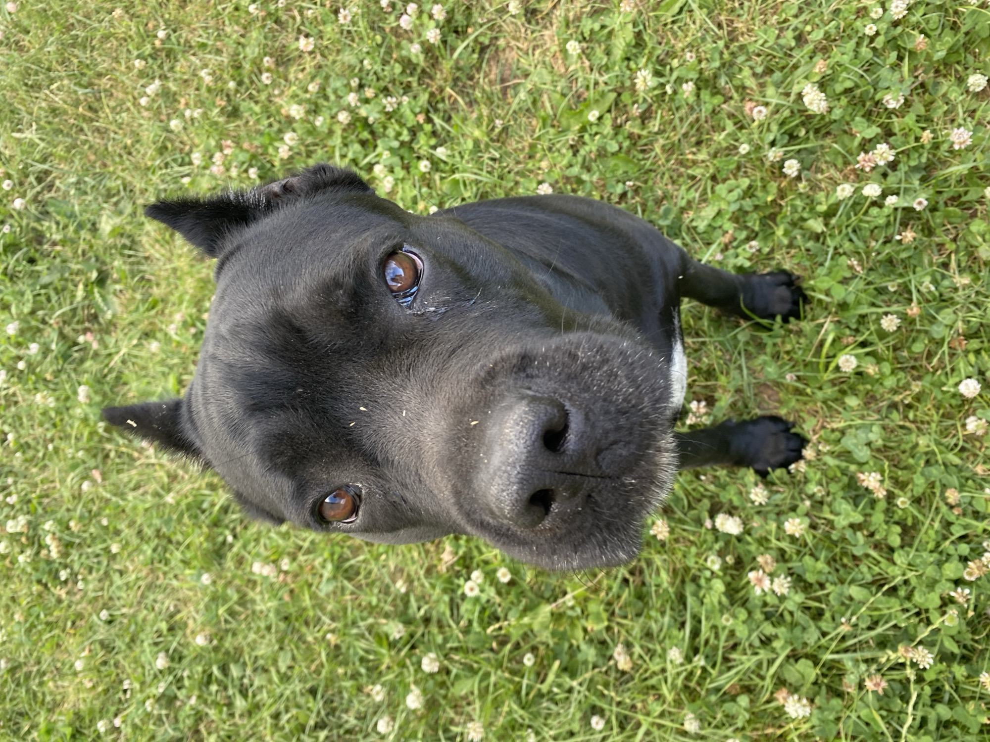 This is a high-angle, close-up, eye-level shot of a black dog sitting in a grassy field dotted with small white and pink flowers. The dog is looking directly up at the camera, with its head tilted slightly. Its fur is short and appears sleek. The dog has dark brown eyes and a black nose with visible nostrils. There is a small patch of white fur on its chin. Its ears are pointed and upright. The dog's front paws are visible, resting on the grass. The grass is green and appears to be healthy, with some clover mixed in. The lighting suggests it is daytime, possibly mid-morning or afternoon, with the sun casting gentle illumination. The overall mood of the image is one of curiosity and engagement, as the dog's gaze is focused and alert. There is no visible text in the image. The background is entirely composed of the grassy field, providing a natural and outdoor setting. The focus is sharply on the dog's face and upper body, with the background slightly blurred, emphasizing the subject.