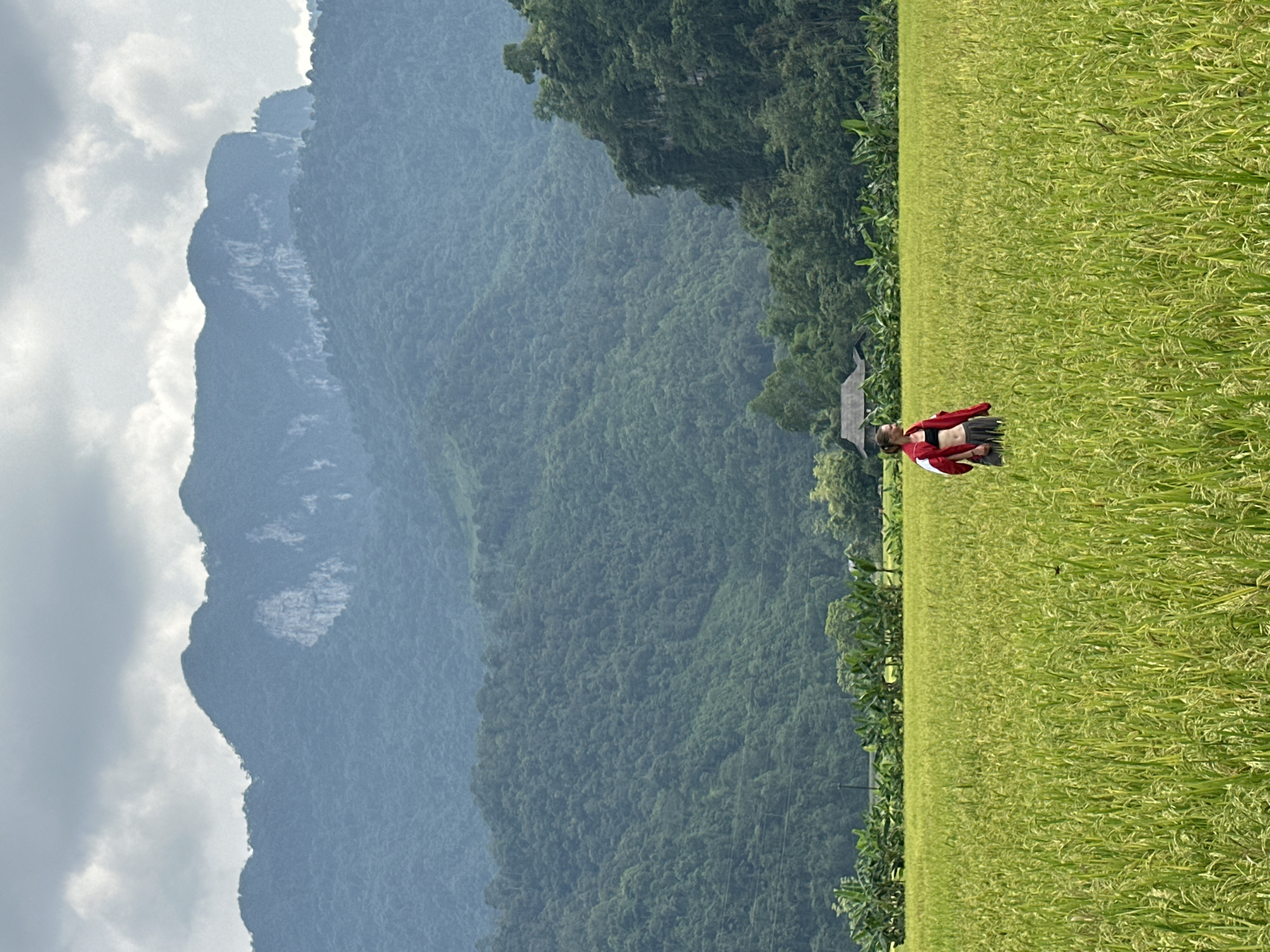 A person stands in a vibrant green rice field, looking out over the landscape under an overcast sky. The image depicts a scenic rural area, identified as Ngọc Đường Commune, Vietnam.
In the foreground, a lush, verdant rice paddy stretches across the lower half of the frame, filled with healthy, bright green plants. A person, appearing to be a woman, is positioned slightly to the left of the center, facing towards the right side of the image. She is wearing a red long-sleeved top with black detailing and black pants. Her posture suggests she is standing and possibly observing the scenery.
In the middle ground, directly behind the rice field, a band of dense green foliage, likely trees, forms a natural boundary. Further in the background, a series of towering, misty mountains rise majestically, their peaks partially obscured by the cloudy sky. These mountains are covered in deep green vegetation, indicating a rich forest environment. The sky above is entirely overcast, with soft, diffused light, suggesting a cloudy day rather than direct sunshine. A small, dark-roofed structure with a traditional architectural style, possibly a small temple or shrine, is visible on the left edge of the rice field, nestled against the treeline.
The overall scene captures a tranquil and picturesque rural setting, characteristic of the Vietnamese countryside. No visible text is present in the image.