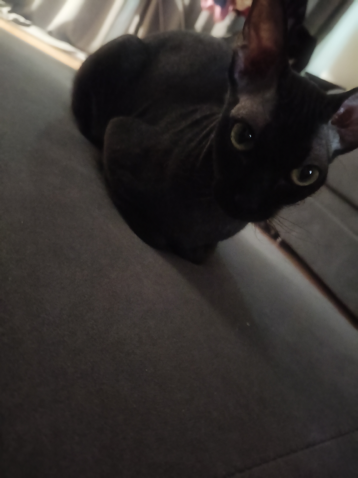 A black cat, possibly a Sphynx or similar breed, is curled up on a dark grey fabric surface, which appears to be a couch or sofa. The cat is facing the camera, with its large, pointed ears prominent. Its eyes are a light green and are open, looking directly at the viewer. The background is blurred, showing vertical drapes of fabric, one in a light grey or beige color, and another in a darker tone. The scene is indoors, likely in a domestic setting. There is no indication of the location being in the city of Chaikovsky, Russia, nor any context that would place it there.