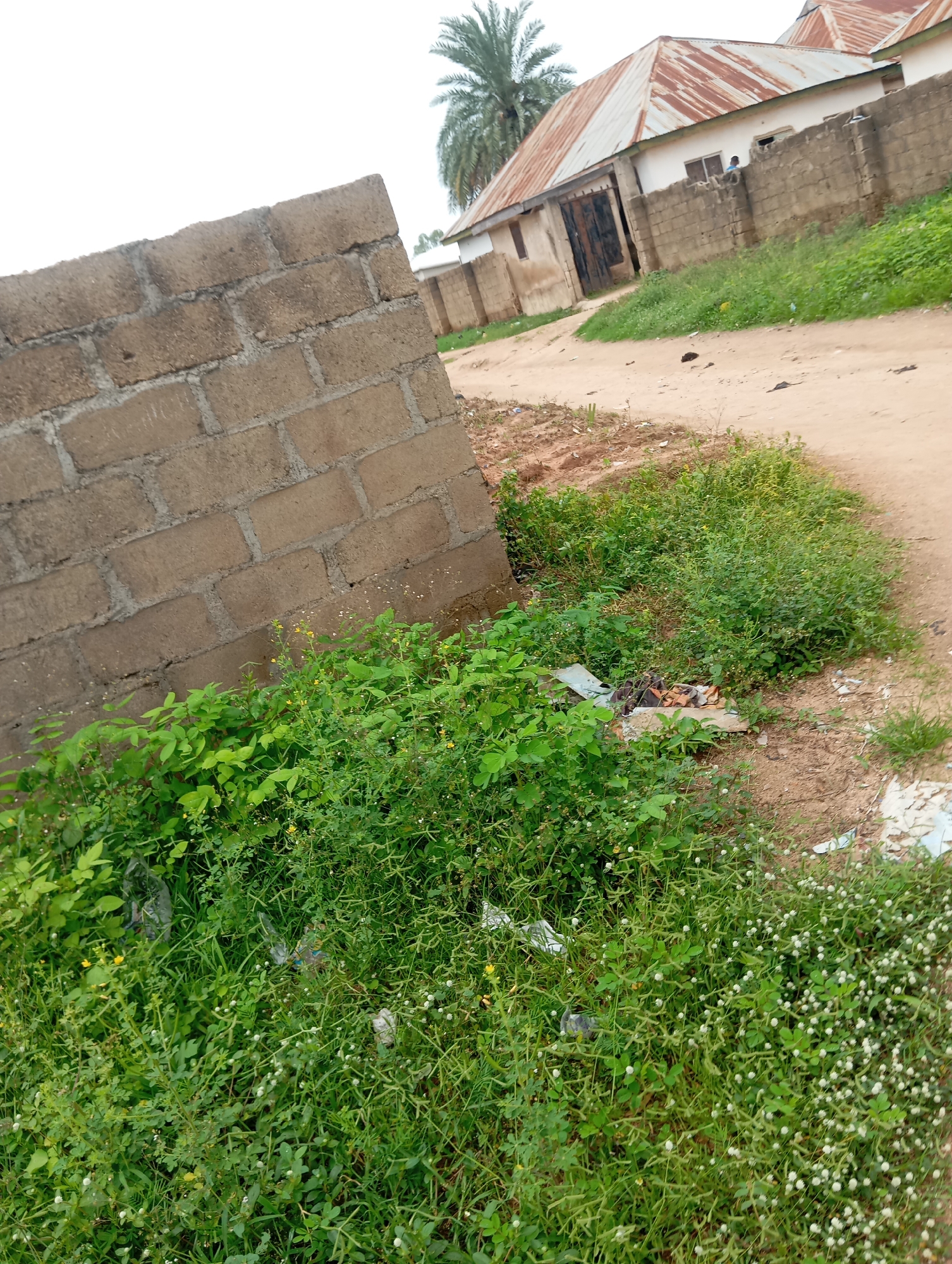 The image shows a partially constructed brick wall in the foreground, with dense green vegetation growing in front of and around it. Beyond the wall, a dirt road is visible, leading towards a cluster of houses with corrugated metal roofs. One house appears to be a single-story structure with a faded white exterior and dark metal doors. Another house, partially obscured, has a similar roof and a light-colored wall. A tall palm tree stands to the left of the houses. The overall scene suggests a residential area in Jalingo, Nigeria, with elements of ongoing construction and unkempt natural growth. There are no people clearly visible in the image.