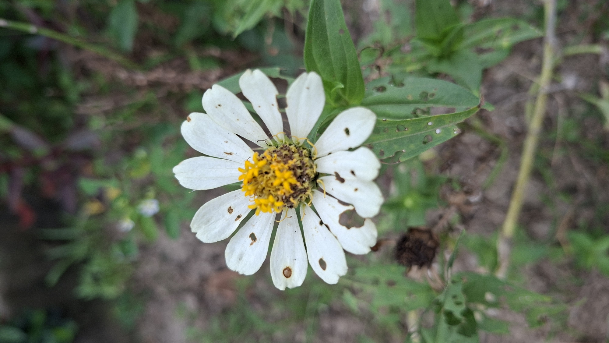 This media file captures a close-up, overhead view of a white zinnia flower, centered within the frame. The flower's white petals show signs of damage, with several irregular holes and brown spots, suggesting it has been affected by insects or other environmental factors. The central part of the flower features bright yellow stamens and darker brown centers, surrounded by the white ray florets. The flower is set against a blurred background of green foliage and soil, indicating an outdoor setting. Several leaves of the zinnia plant are visible, some also exhibiting holes. The overall scene suggests a natural, perhaps slightly neglected, garden or wild area. The lighting appears to be natural daylight, casting soft shadows. No people, text, or specific time of day or weather cues are discernible beyond the general daylight. The image's focus is entirely on the flower and its immediate surroundings, with the background intentionally blurred to emphasize the subject. The location context of Kutaglumpang, Indonesia, provides a geographical setting for this natural scene.