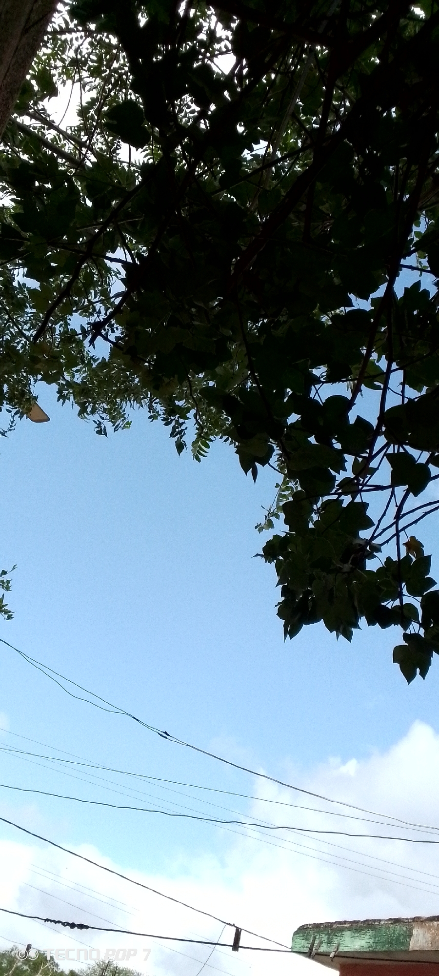 The image is a low-angle, vertical shot of a bright blue sky partially obscured by the dark green foliage of trees. Several thin, dark electrical wires crisscross the sky. In the lower right corner, the edge of a building with a weathered green and brown facade is visible. The scene appears to be outdoors in a city. A watermark at the bottom left corner reads "TECNO POP 7." The location is specified as Altagracia, Venezuela. There are no people or specific actions depicted. The overall impression is one of looking up through branches towards the sky, with the presence of urban infrastructure.