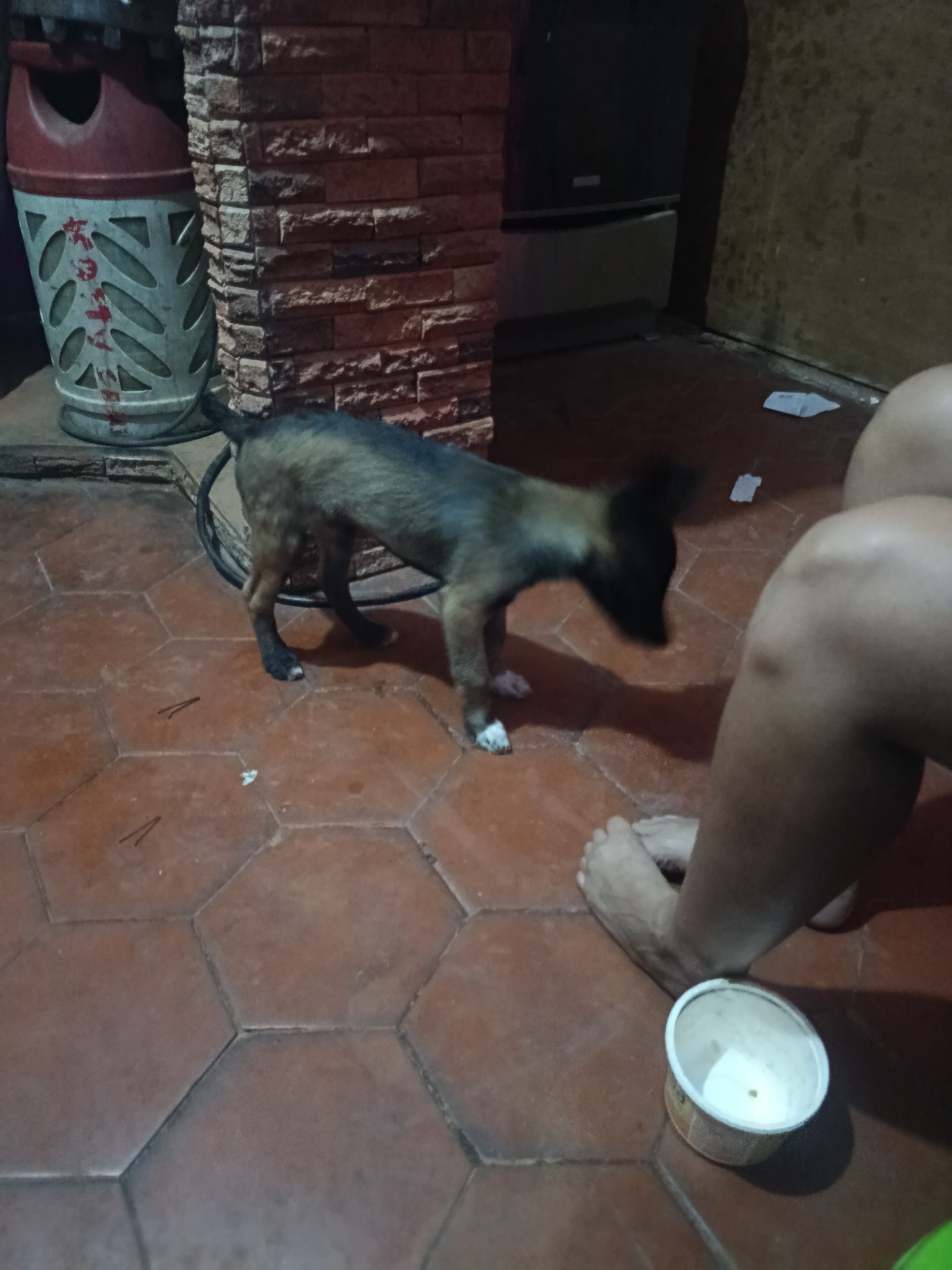 A medium shot depicts a room with hexagonal terracotta tiles, a person's legs and feet, and a puppy. The person stands barefoot near a white paper cup, potentially interacting with the puppy. Behind the puppy, there is a gas tank with some inscription on it and a wall with brick-like textures. A refrigerator can be seen in the background. The location is identified as the city of Juan Griego, Venezuela.