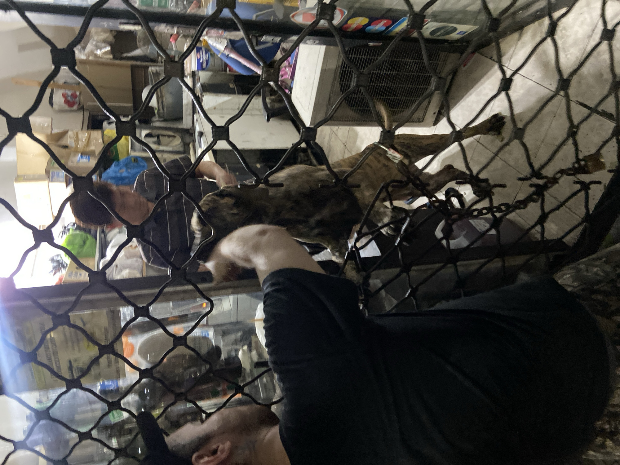 The image shows a person and a brindle-coated dog visible through a black metal security gate. The person is wearing a black shirt and is partially visible at the bottom of the frame. Another person is partially visible, wearing a dark shirt. The dog is lying down, extending its front legs. The background reveals a cluttered interior with boxes, appliances, and various objects. The location is inferred to be in the city of Buenos Aires, Argentina.