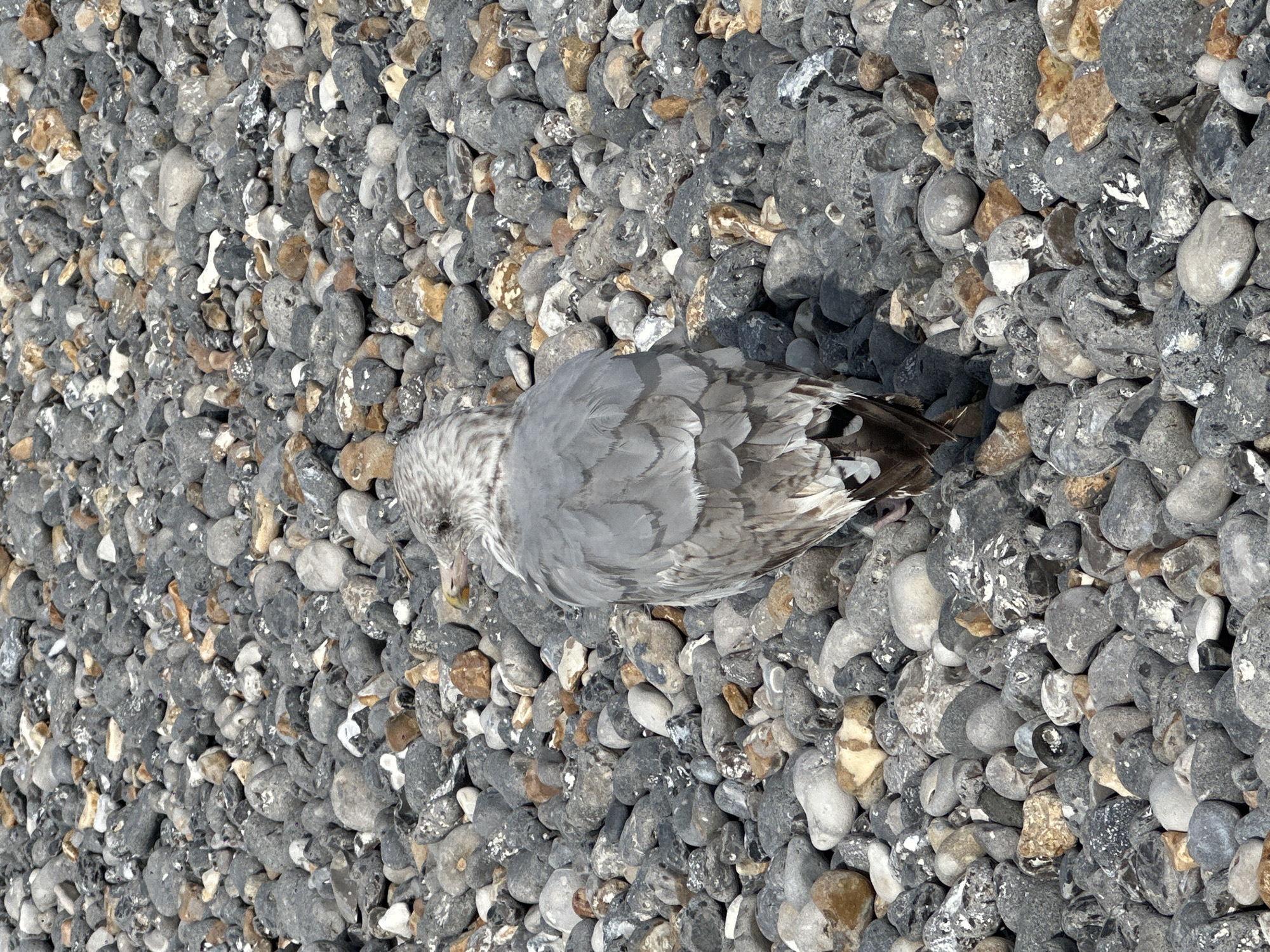 A single seagull, predominantly grey with white and brown markings on its tail feathers, stands on a beach covered in a dense layer of grey, brown, and white pebbles of varying sizes. The bird is facing away from the camera, with its head slightly turned to its right. The background consists of an unbroken expanse of pebbles, creating a textured, monochromatic surface. The lighting suggests it is daytime, with shadows cast by the pebbles indicating sunlight. The scene is devoid of any human presence or man-made structures, suggesting a natural coastal environment. This imagery is consistent with the pebbled beaches found in and around Dieppe, France, which are known for their natural state and abundance of shorebirds.