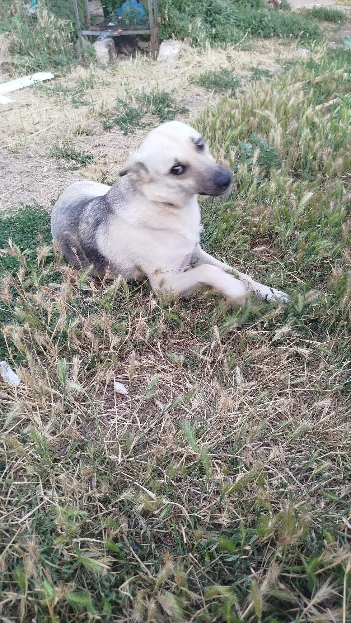 A dog lies on the ground in a grassy area. The dog is a light tan and grey color and is looking to the right of the frame. The background shows some dry grass and some green foliage. There is also a metal structure in the background that appears to be made of a metal frame with some items inside. The scene is outdoors. The location is the city of Kostiantynivka, Ukraine.