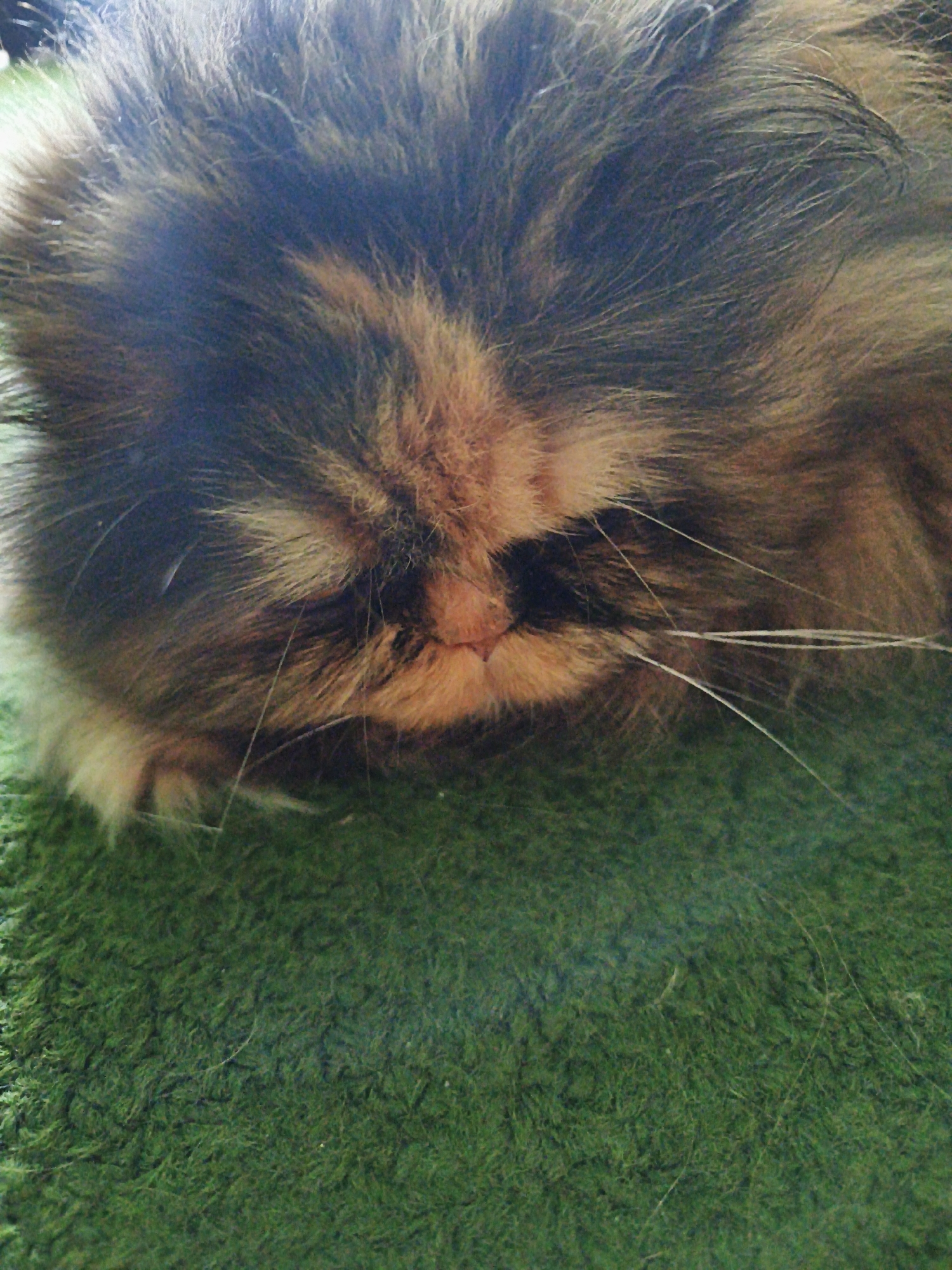 A close-up, top-down shot shows the face of a long-haired, multi-colored cat with dark brown, black, and ginger fur. The cat's eyes are closed, and it appears to be sleeping. Its whiskers are long and white, and its nose and mouth are a light pinkish-orange color. The cat is lying on a green, textured surface that resembles carpet or moss. The background is blurred. The scene is indoors, on a carpeted surface. There are no people present, and no identifiable landmarks or city features are visible.