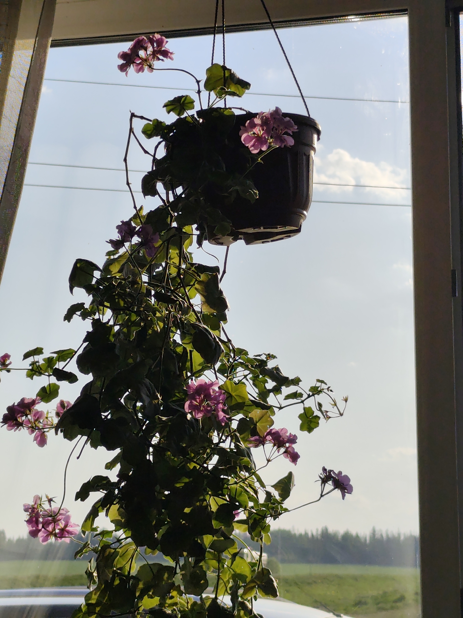 A hanging basket of pink geraniums is silhouetted against a window. Outside the window, a field and a line of trees are visible in the distance. The location is Нижний Пальник, Russia.