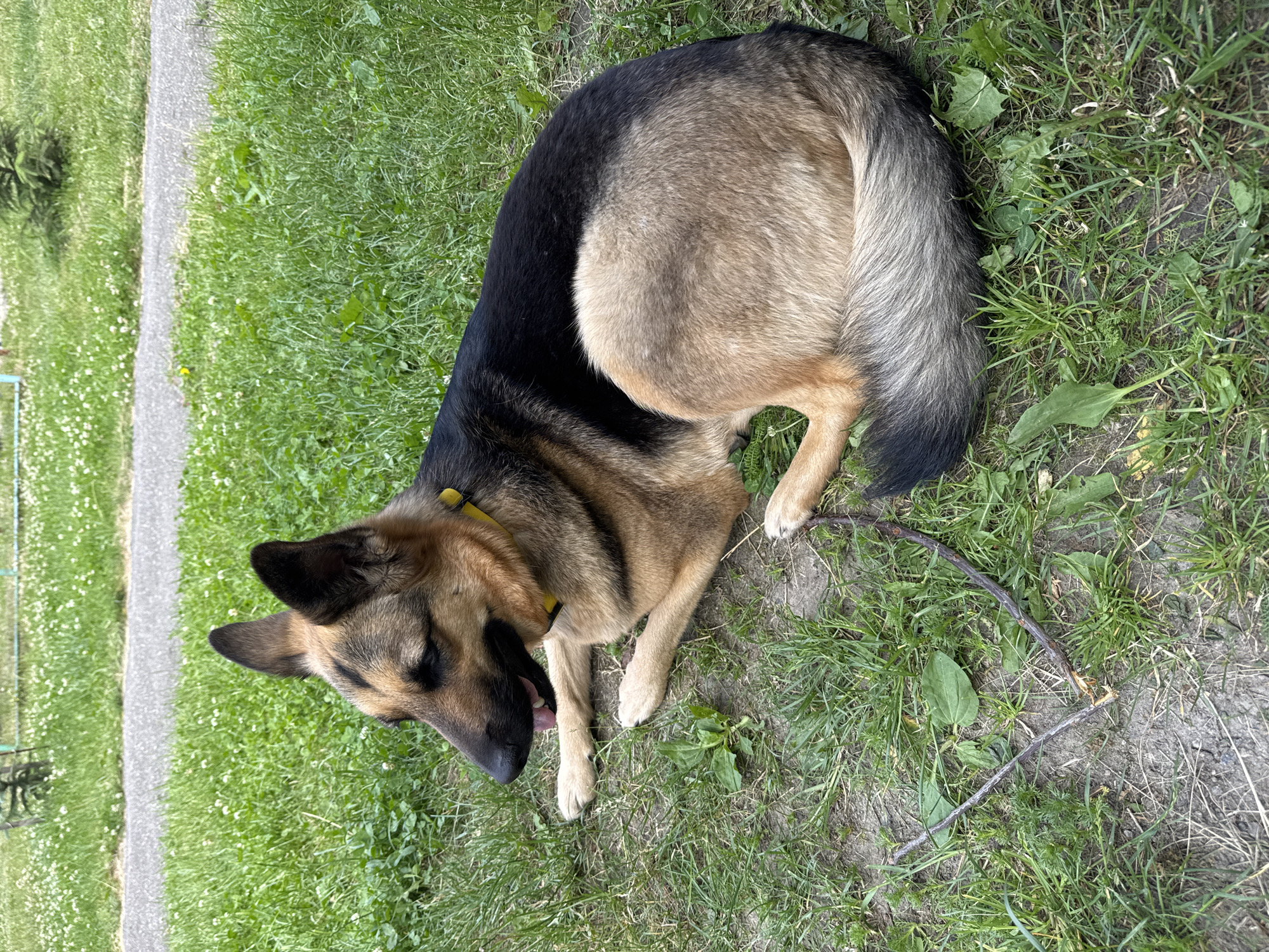 A German Shepherd dog lies on a grassy area next to a paved path. The dog is mostly brown and black with some lighter brown fur on its chest and belly. It is wearing a yellow collar. The dog's head is turned to the left, with its eyes closed and its tongue slightly out. The dog appears to be relaxed or possibly sleeping.
The setting is outdoors, with green grass and some small white flowers. A grey paved path runs along the left side of the image. A few green plants and two thin sticks are visible on the ground near the dog. The lighting suggests it is daytime, and the weather appears to be pleasant. The overall mood is peaceful and serene. No text is visible in the image. The location is Bila Tserkva, Ukraine.