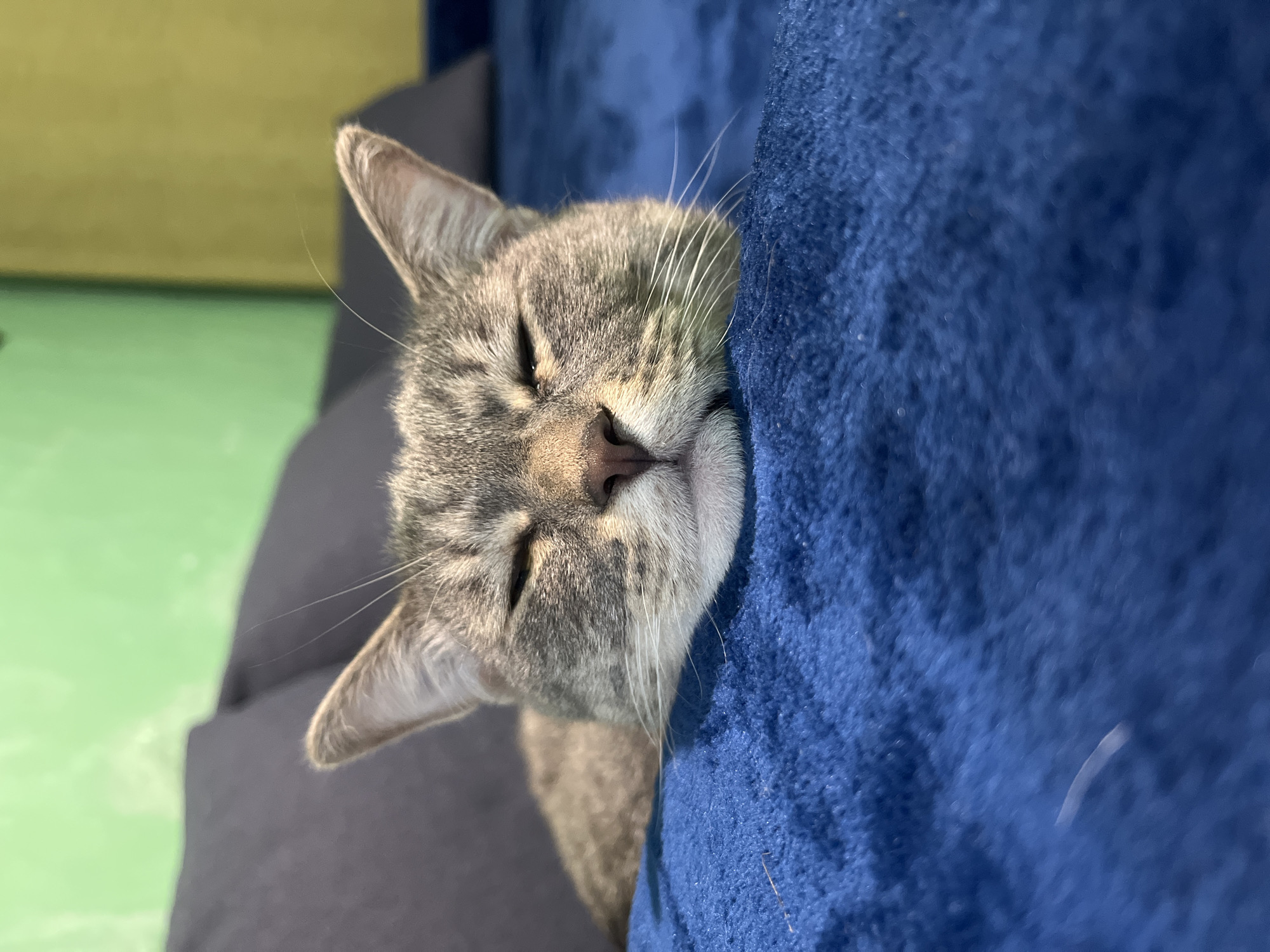 A gray tabby cat is sleeping with its head pressed against a dark blue fabric-covered surface. The cat has its eyes closed and its whiskers are visible. The background is blurry, but hints of a green surface can be seen. The cat's head is oriented to the left. There is no evidence indicating the location is Nizhny Tagil, Russia.