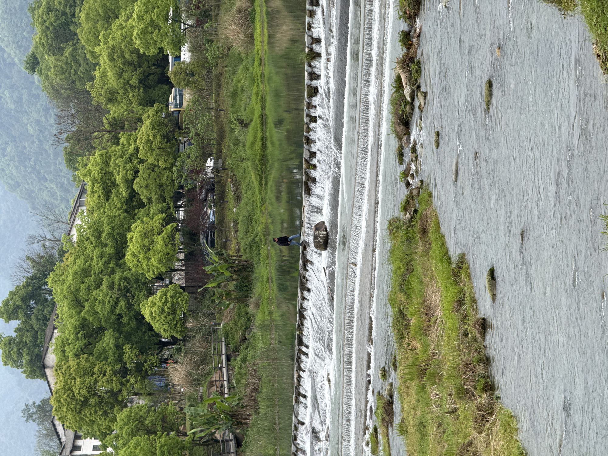 The image displays a serene landscape, centered on a multi-tiered weir with water flowing over its numerous stone steps. To the immediate left of the weir is a calm body of water, possibly a reservoir or a slow-moving river, reflecting the lush green trees that line its banks. A lone individual, dressed in dark attire, stands on the weir, appearing to gaze at the flowing water or the surroundings.
Beyond the left bank, dense, vibrant green trees dominate, with a few traditional-style buildings featuring white walls and dark roofs partially visible through the foliage. Hints of vehicles, possibly cars or buses, can be discerned behind the trees, suggesting a nearby road or parking area. A solitary, bare-branched tree stands amidst the verdant canopy, adding textural contrast.
To the right of the weir, the water continues as a wider, gently flowing river or canal. Its banks are covered with patches of green grass and scattered rocks. The background is composed of rolling mountains or hills, heavily covered in verdant trees, receding into a soft, atmospheric haze. The diffused lighting suggests an overcast day, likely during spring or early summer given the bright green foliage. The scene evokes a sense of tranquility and natural beauty. No visible text is present. The context indicates the location is Wulingyuan, China.