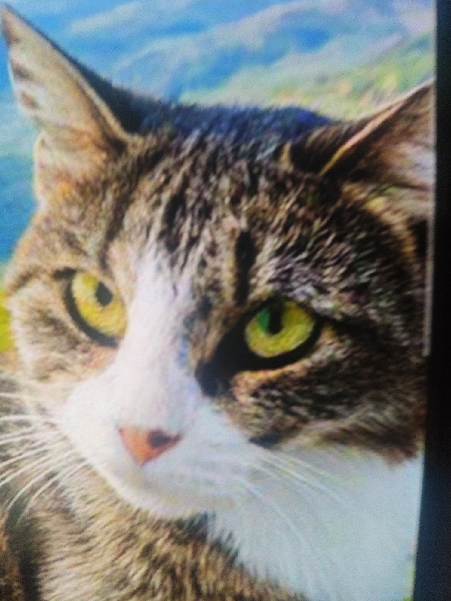 The image is a close-up portrait of a tabby cat with white markings on its face. The cat has bright green eyes and a pink nose. The background is blurred and appears to be a natural landscape with blue sky and green hills, suggesting an outdoor setting. The image does not contain any information about the city of Krasnaya Polyana, Russia, or any specific location within it.