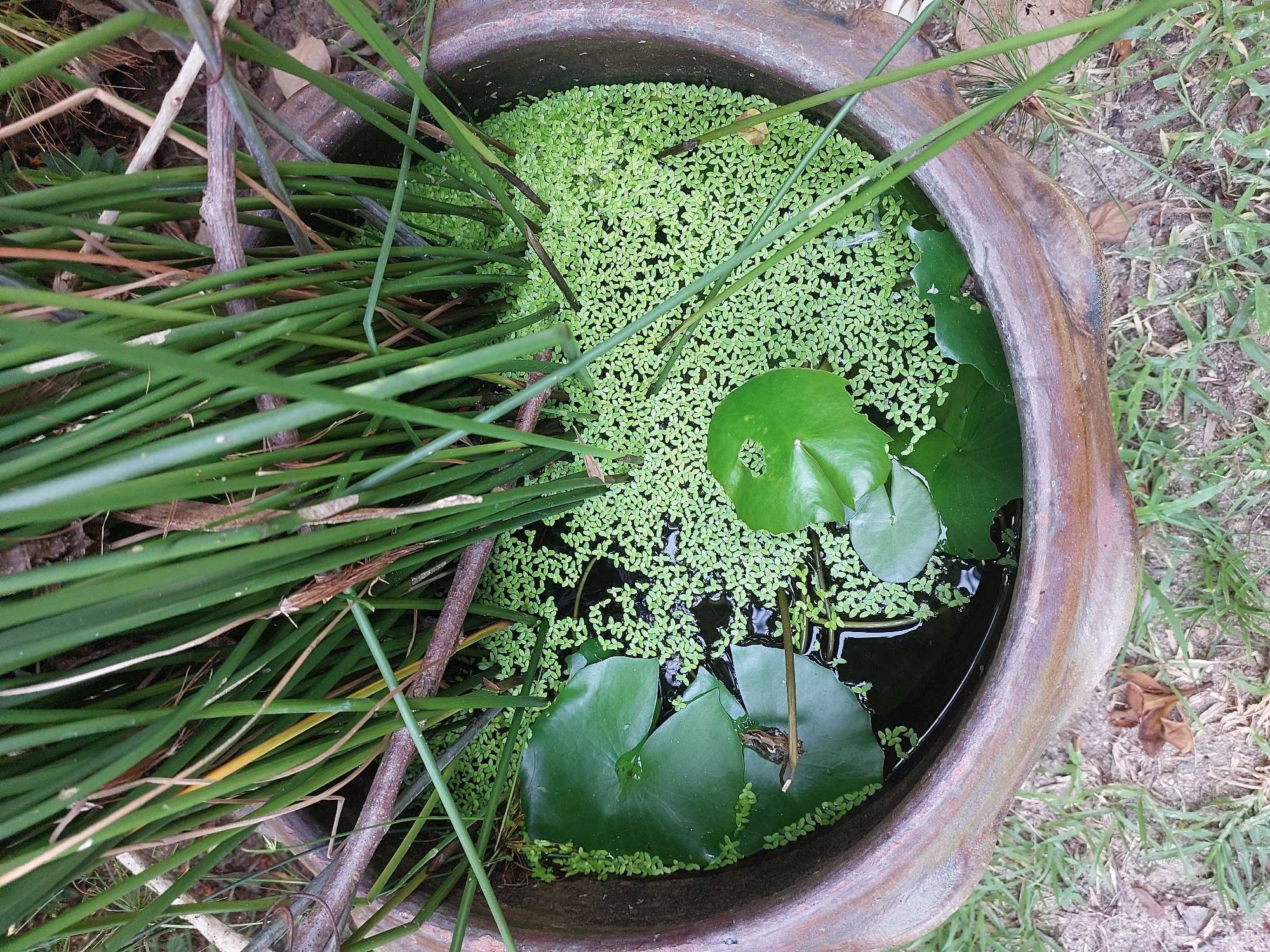 This is a close-up, high-angle shot of a large, rustic clay pot filled with water and aquatic plants. The pot is sitting on the ground, which is covered with grass and loose soil. Tall, green reeds or grass stalks emerge from the water and fill the upper portion of the frame, creating a dense canopy.
Floating on the surface of the dark water are several large, dark green lily pads. Some of these lily pads have circular holes cut out of them. A thick layer of tiny, bright green duckweed covers most of the water's surface, especially in the right half of the pot.
The clay pot itself appears aged, with a weathered, mottled brown and grey surface. The rim of the pot is thick and uneven. A few dry, brown leaves and twigs are visible both in the pot and scattered on the ground around it.
The overall impression is one of a tranquil, natural scene, likely a garden feature in a rural setting within Baan Mae Nam, Thailand, perhaps a decorative pond or water garden. There are no people or animals visible in the image. The lighting suggests it is daytime, with natural light illuminating the scene.