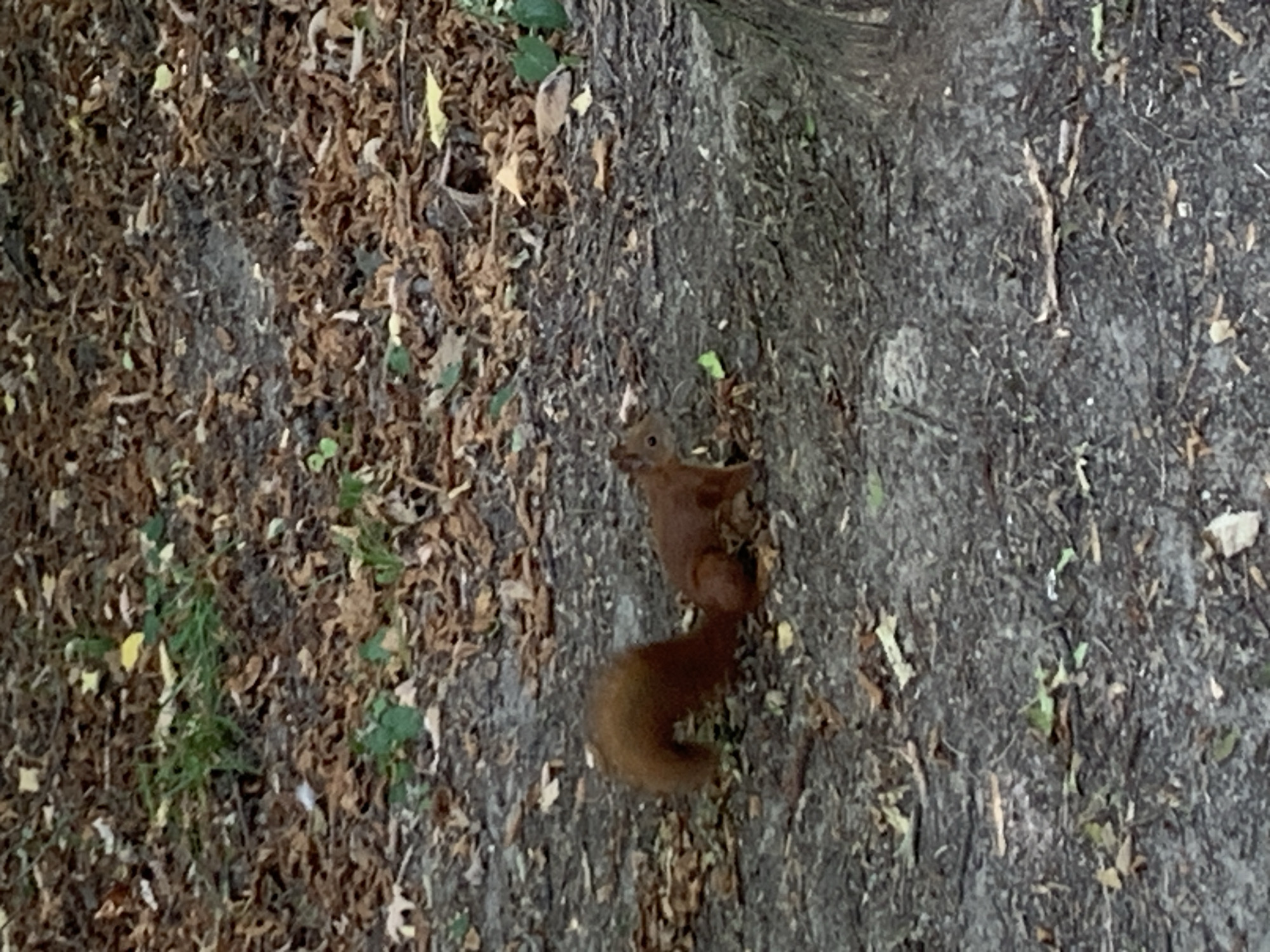 A red squirrel with a bushy tail is on the ground amidst fallen leaves and some green vegetation. The squirrel is facing towards the right side of the image and appears to be looking slightly downwards. The ground is covered in a mixture of dark soil, dry brown leaves, and small green plants. The background consists of more of the same leaf-strewn ground and some tree bark on the far right. The lighting suggests it is daytime, possibly overcast. There is no visible indication of the city of Lviv, Ukraine.