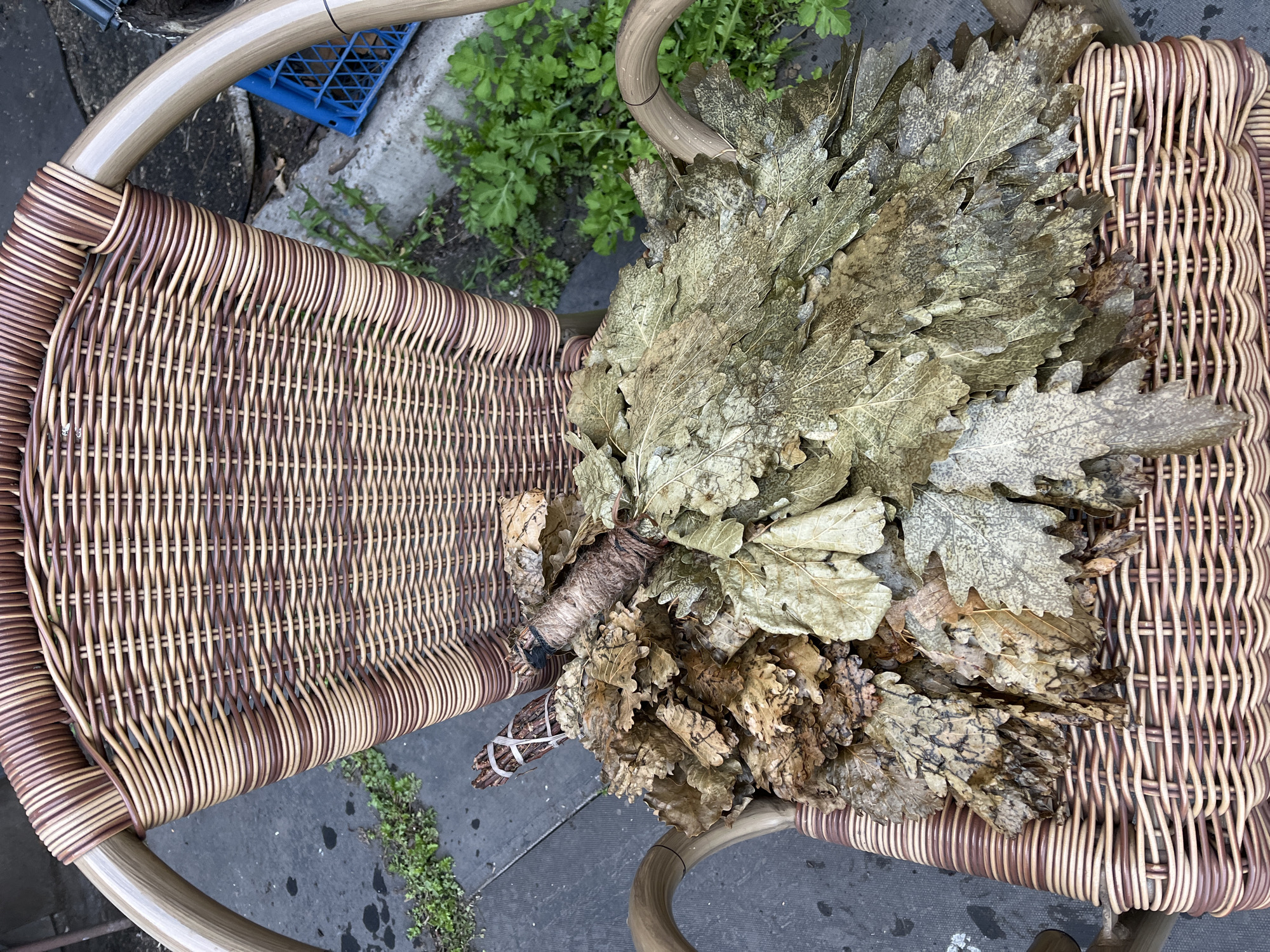A top-down view shows a wicker chair outdoors, likely in Зыково, Russia. A large bundle of dried oak leaves rests on the seat. The chair has a rounded back and a woven seat of light and dark brown material. The leaves are various shades of brown and tan and are bound together at the base with string and twine. A small patch of greenery grows near the chair's leg, and a blue plastic crate is visible in the background. The ground is concrete.