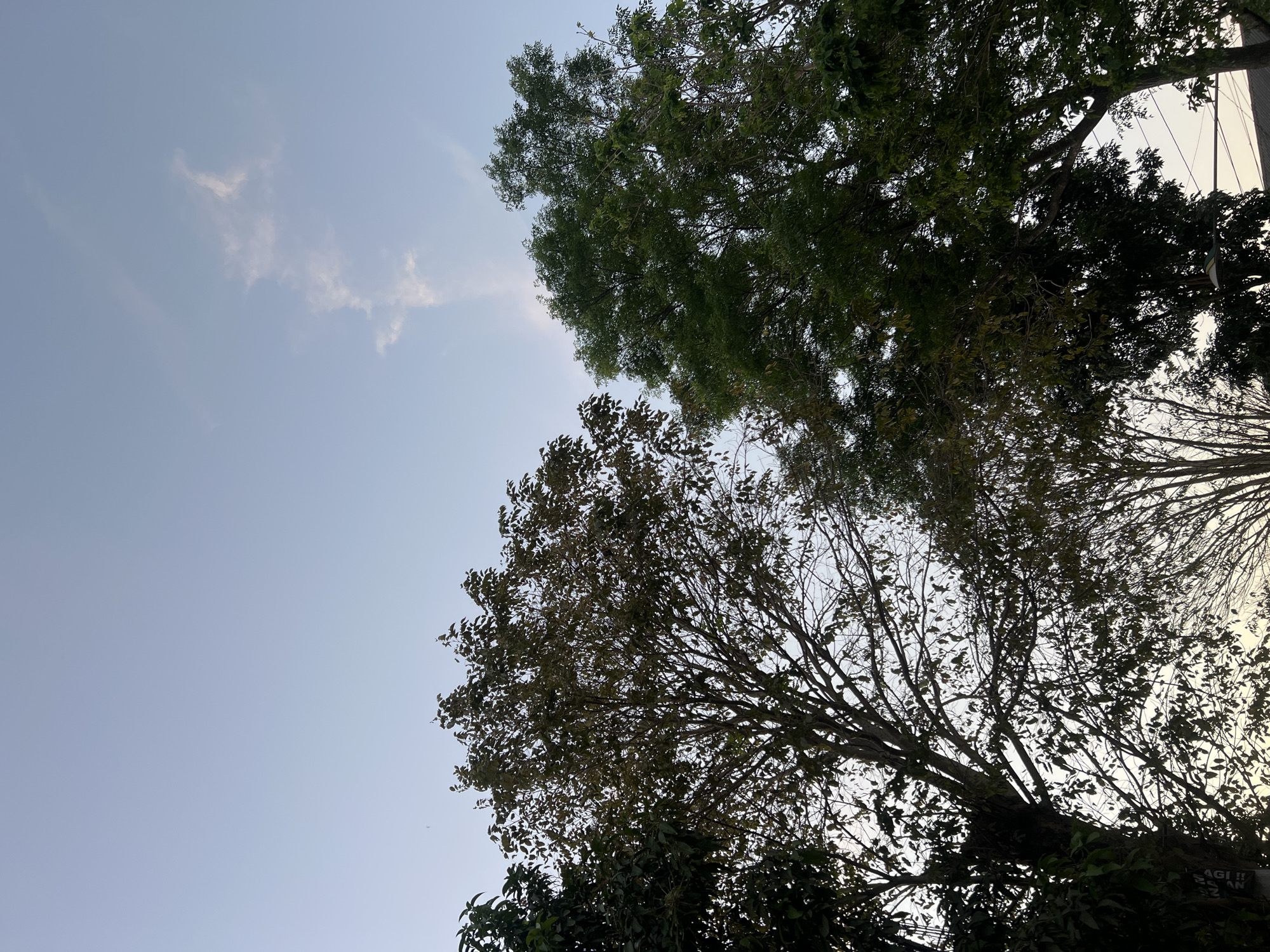 This is an outdoor, low-angle photograph of trees against a pale blue sky with a single wispy cloud. The foliage of the trees is dense, with the tree on the left having darker, less vibrant leaves, and the tree on the right exhibiting lush, green leaves. The branches of the trees are visible, forming intricate patterns against the sky. In the background, there are power lines and a hint of a rooftop, suggesting an urban or suburban environment. The lighting indicates it is likely either early morning or late afternoon. The location is identified as Sendangadi, Indonesia.