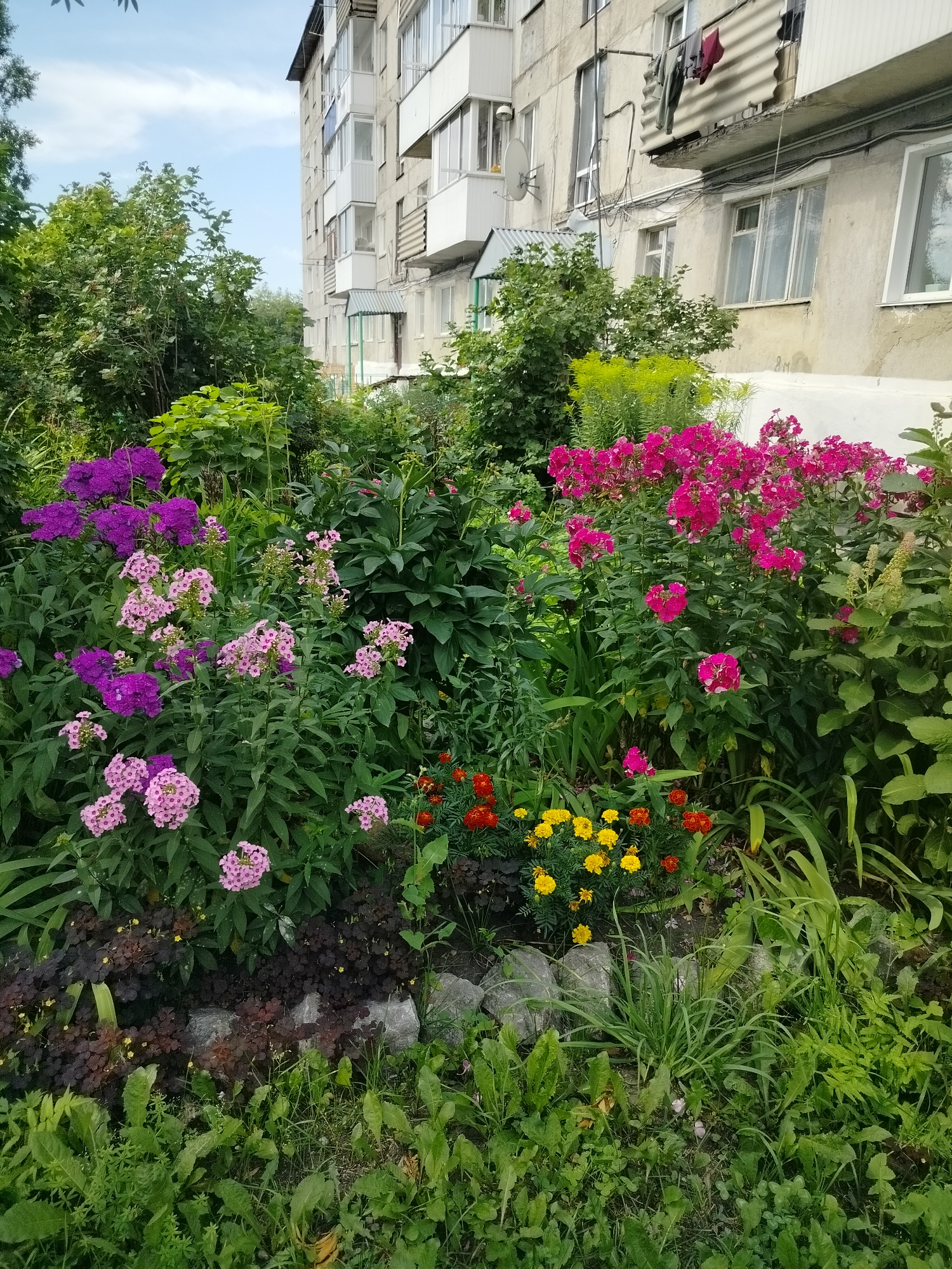 A full shot shows a flowering garden in front of a multi-story building in Yashkino, Russia. The building is made of concrete with balconies and windows visible. The garden is filled with various flowers, including pink and purple phlox, and yellow and orange marigolds. Lush green foliage and trees surround the flowers. The sky is partly cloudy, and the overall scene suggests a residential area with a well-maintained garden. There are no people visible in the image.
