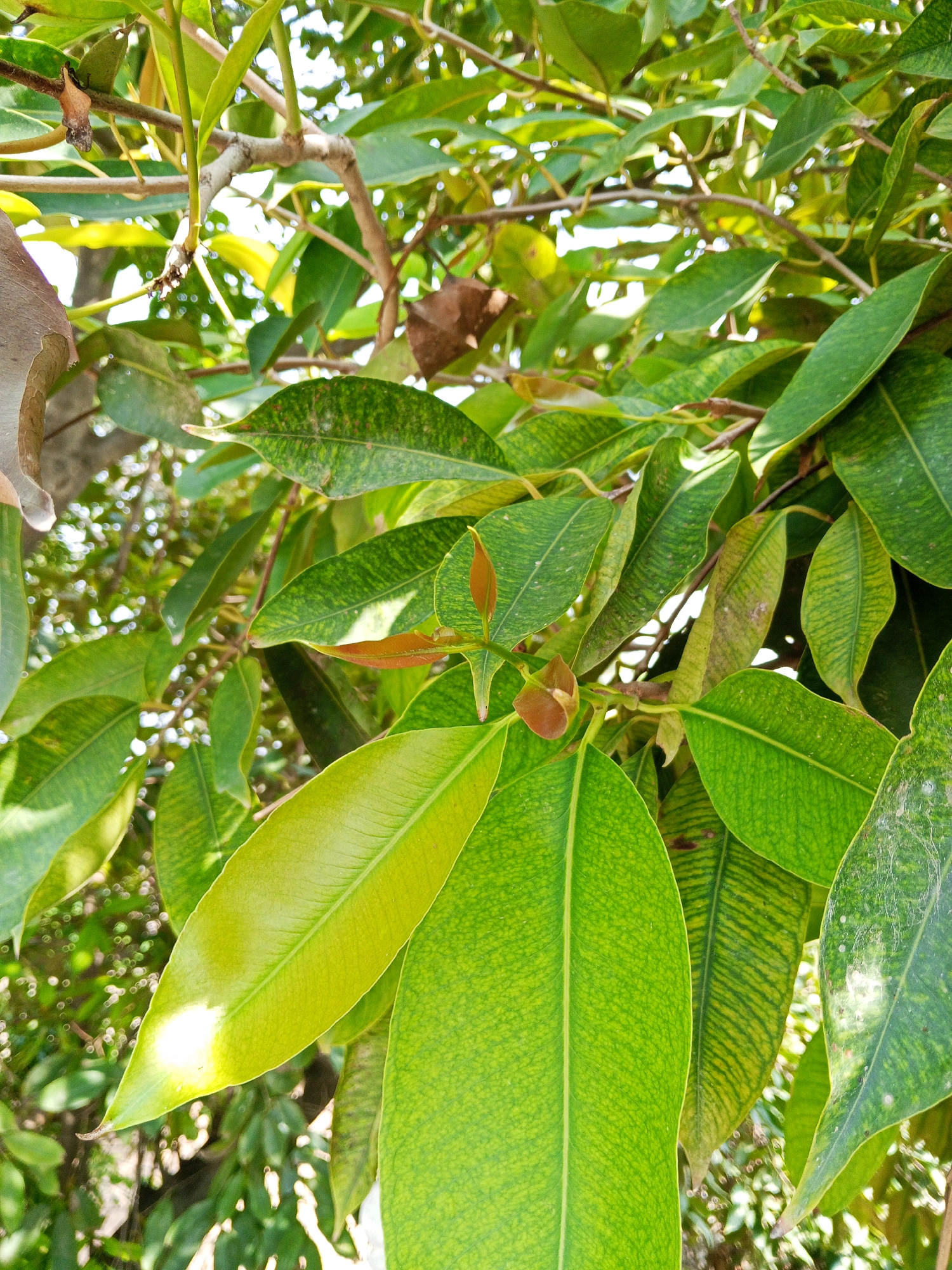 The image displays a close-up view of lush green foliage, characterized by numerous leaves and branches. The leaves are broad and ovular, with prominent veins and a slightly glossy texture. Some leaves exhibit variations in color, ranging from deep green to lighter, yellowish-green hues, and a few show signs of browning or discoloration. Sunlight filters through the leaves, creating bright highlights and dappled shadows, suggesting an outdoor setting. The background is filled with more greenery and blurred foliage, indicating a dense plant environment. There are no people or discernible human activity in the image. The scene is a natural one, focused entirely on the plant life. The location is identified as Bhedian - Nai Basti, Pakistan.
