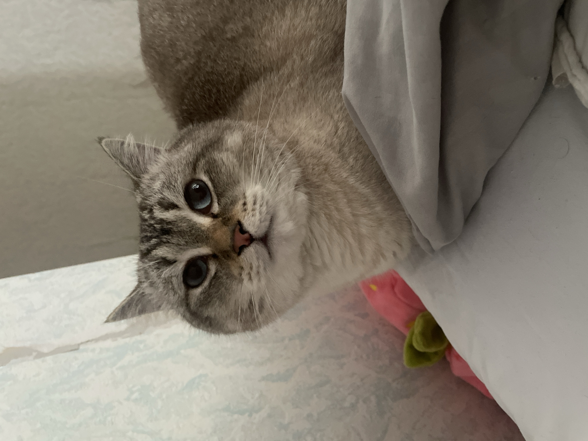 The image shows a close-up of a domestic cat with blue eyes and grey and white fur. The cat is lying down on a bed with grey bedding. A pink and green plush toy is partially visible behind the cat. The background appears to be a wall with a light blue patterned wallpaper and a white curtain. No specific location in Votkinsk, Russia can be identified from the image.