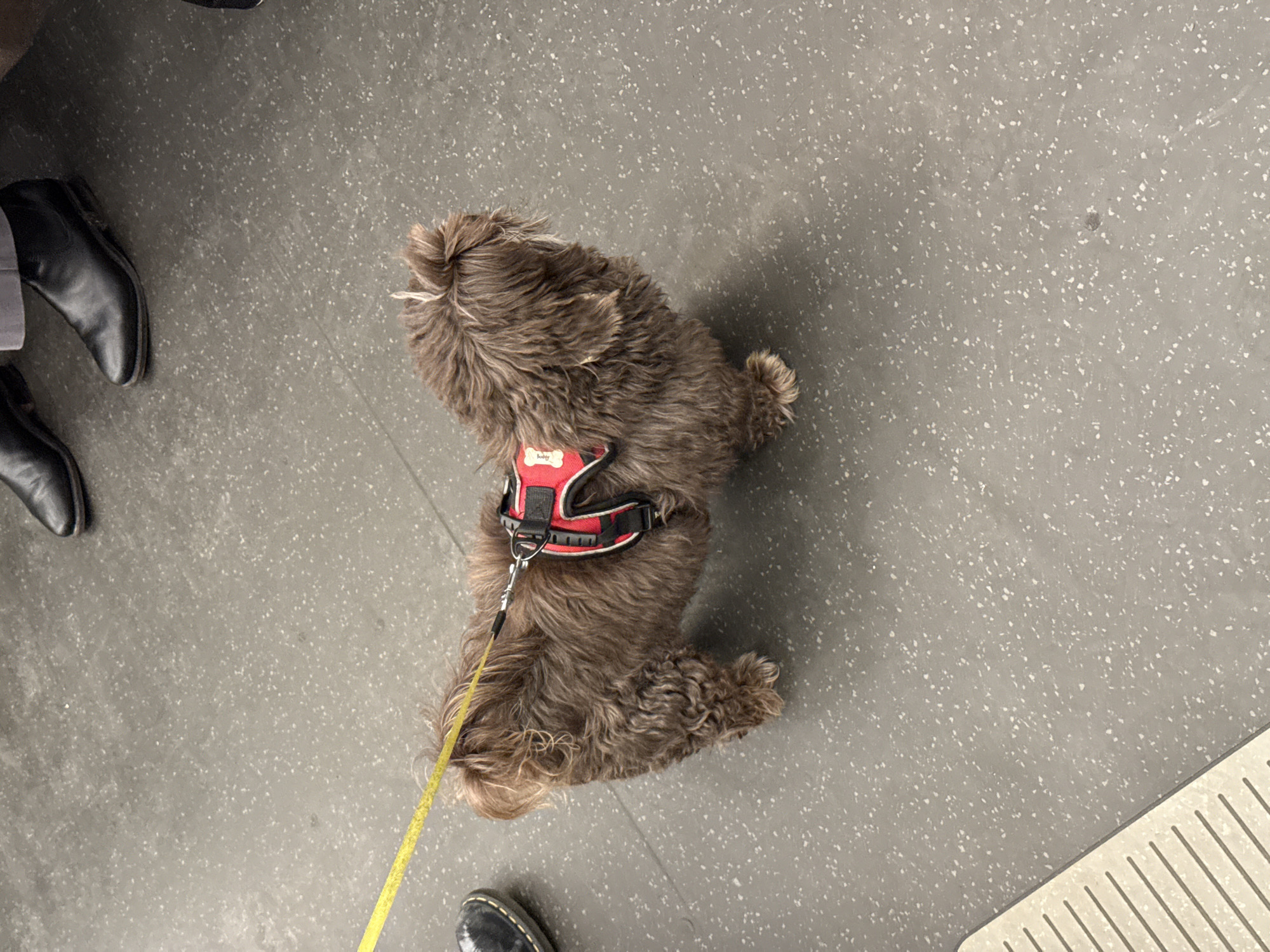 From an elevated perspective, the image depicts a brown, medium-sized, shaggy dog wearing a red and black harness. The dog is attached to a yellow leash. Part of two pairs of shoes, one black leather dress shoe and one pair of black leather boots, are visible. The dog and shoes are on a grey, speckled floor, possibly a floor tile, near a grate. The location is likely in London, United Kingdom, given the style of the floor tiles.