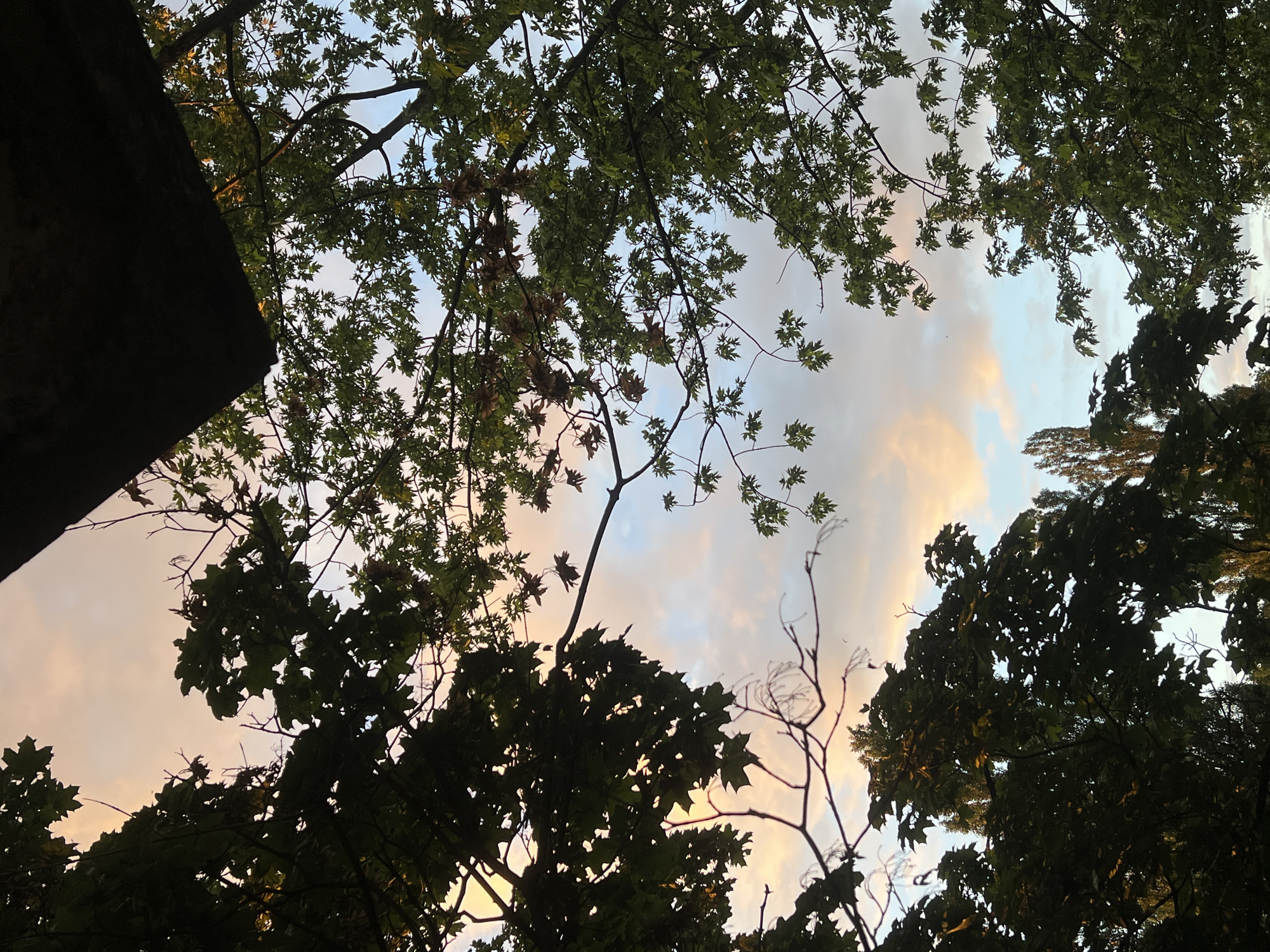 This is a low-angle shot looking up at trees against a twilight sky. The foliage of several trees is silhouetted against the sky, with some leaves and branches visible in detail. The sky is filled with soft, wispy clouds tinged with warm orange and pink hues from the setting sun, transitioning to a pale blue higher up. The time of day is clearly sunset or dusk. There are no people or identifiable objects other than trees. The scene evokes a sense of calm and the beauty of nature at the end of the day. The location is not specified, but it appears to be an outdoor setting with mature trees. There is no visible text in the image.