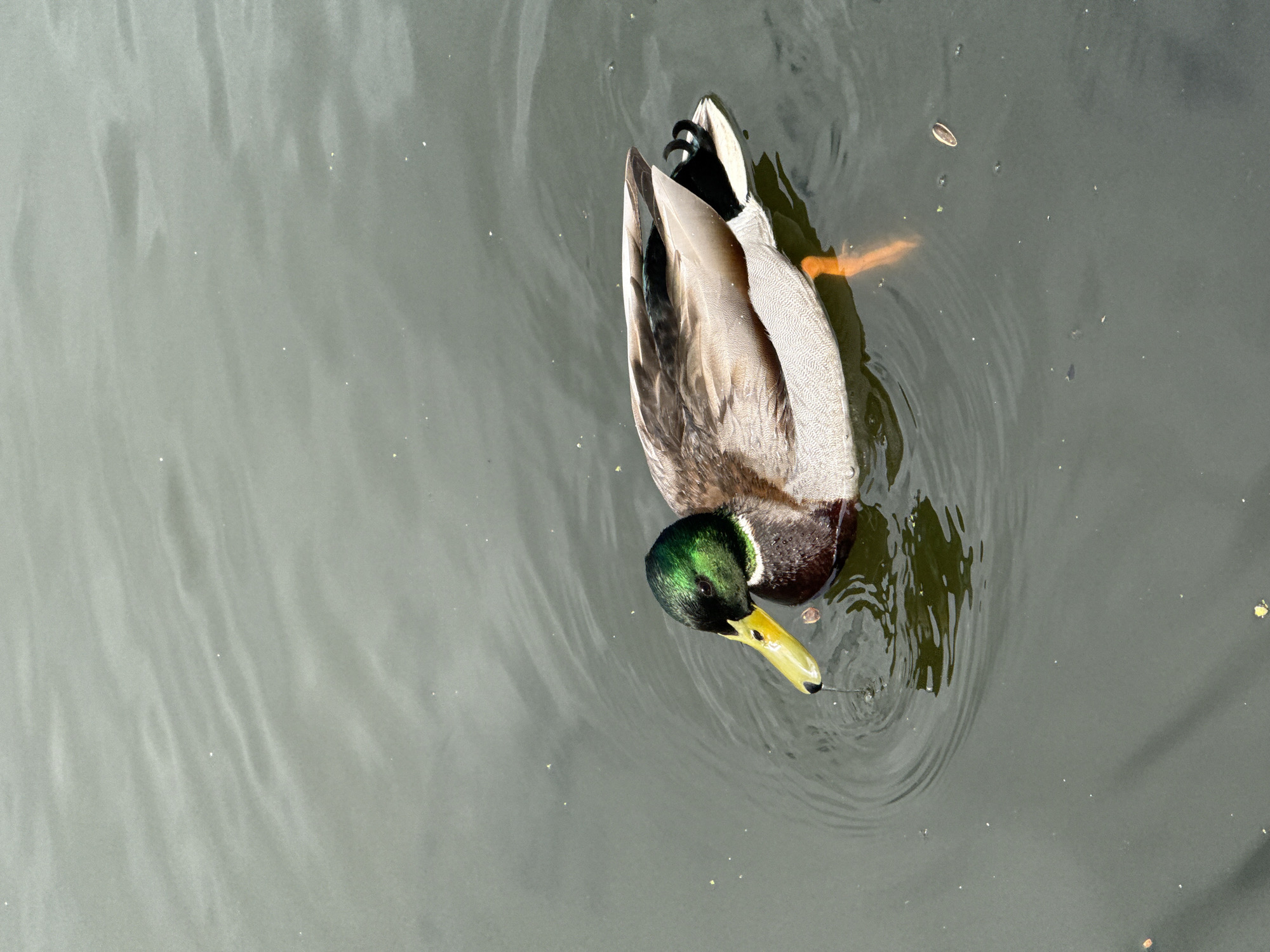 A mallard duck swims in a body of water. The duck has a green head, yellow beak, and brown and gray feathers on its body. Ripples are visible in the water around the duck. The photo was taken from above and the location is Dmitrov, Russia.