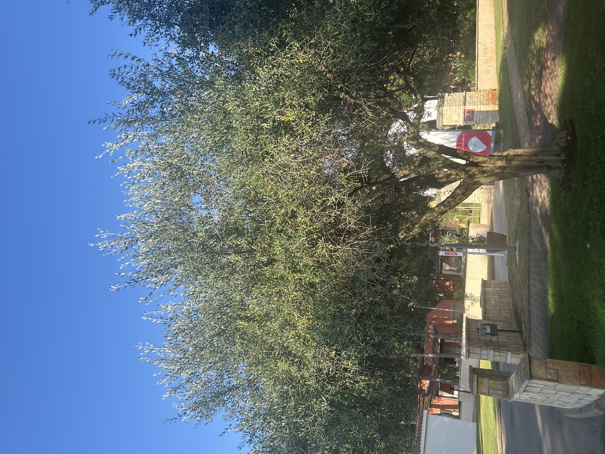 In the city of Umag, Croatia, a mature olive tree stands prominently in the foreground of the image. Its gnarled trunk and expansive branches, laden with green leaves, cast dappled shadows on the manicured lawn and paved walkway below. Behind the tree, a low stone wall, constructed from light-colored rectangular blocks, curves around the edge of the walkway. To the left of the wall, a white building with a red-tiled roof is partially visible. Further in the background, a building with a red facade and open verandas can be seen, suggesting a residential or resort setting. A tall, slender cylindrical sign with red and white accents is positioned behind the stone wall. The sky above is a clear, vibrant blue, indicating a sunny day.