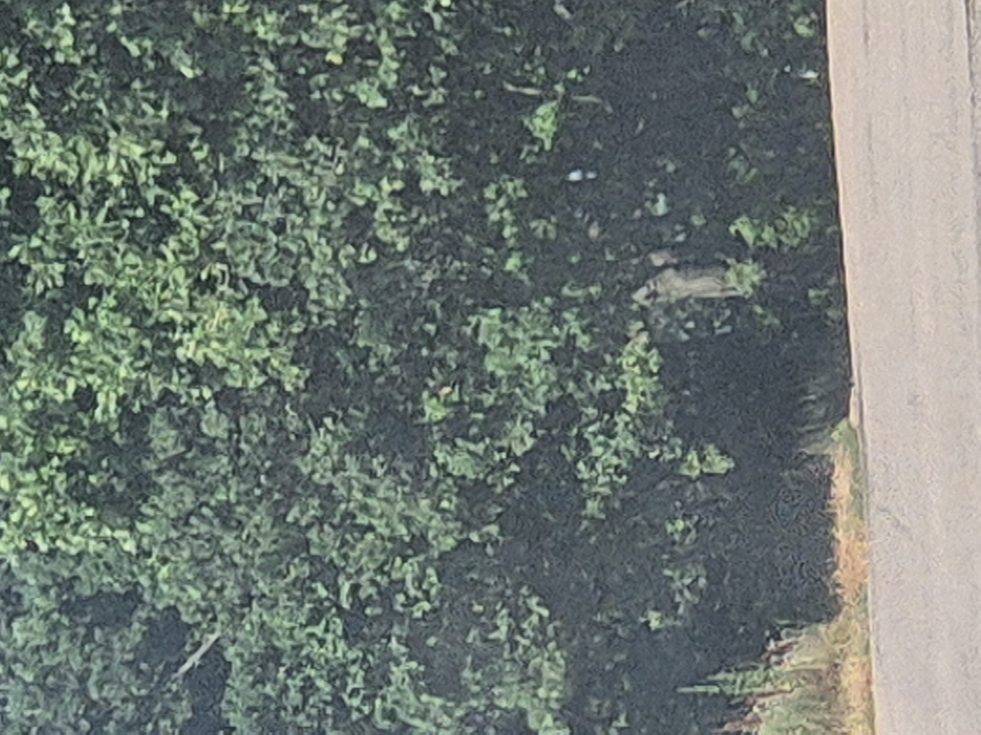 A photograph captures a section of dense green foliage, likely a hedgerow or tree line, bordering a paved surface that appears to be a road. The foliage is lush and varied in color, ranging from deep green to lighter, almost yellow-green hues, indicating a healthy and vibrant plant life. The lighting suggests it might be daytime, possibly with dappled sunlight filtering through the leaves. The paved area in the foreground is a light gray, with a subtle texture suggesting asphalt or concrete. There are no discernible people or animals in the frame. The overall impression is one of a natural, undeveloped border alongside a man-made pathway. The location is identified as Pidhaitsi, Ukraine.