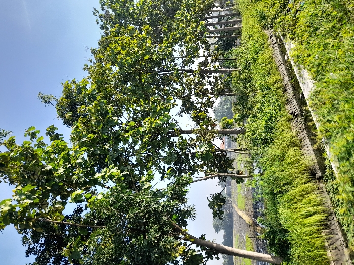 A sunny landscape featuring a row of tall, slender trees with vibrant green foliage against a bright blue sky. Lush green vegetation covers the ground and extends to the right side of the frame, creating a dense, natural border. A water-logged field or ditch is visible in the distance, adding depth and contrast to the scene. The image suggests a peaceful, rural setting.