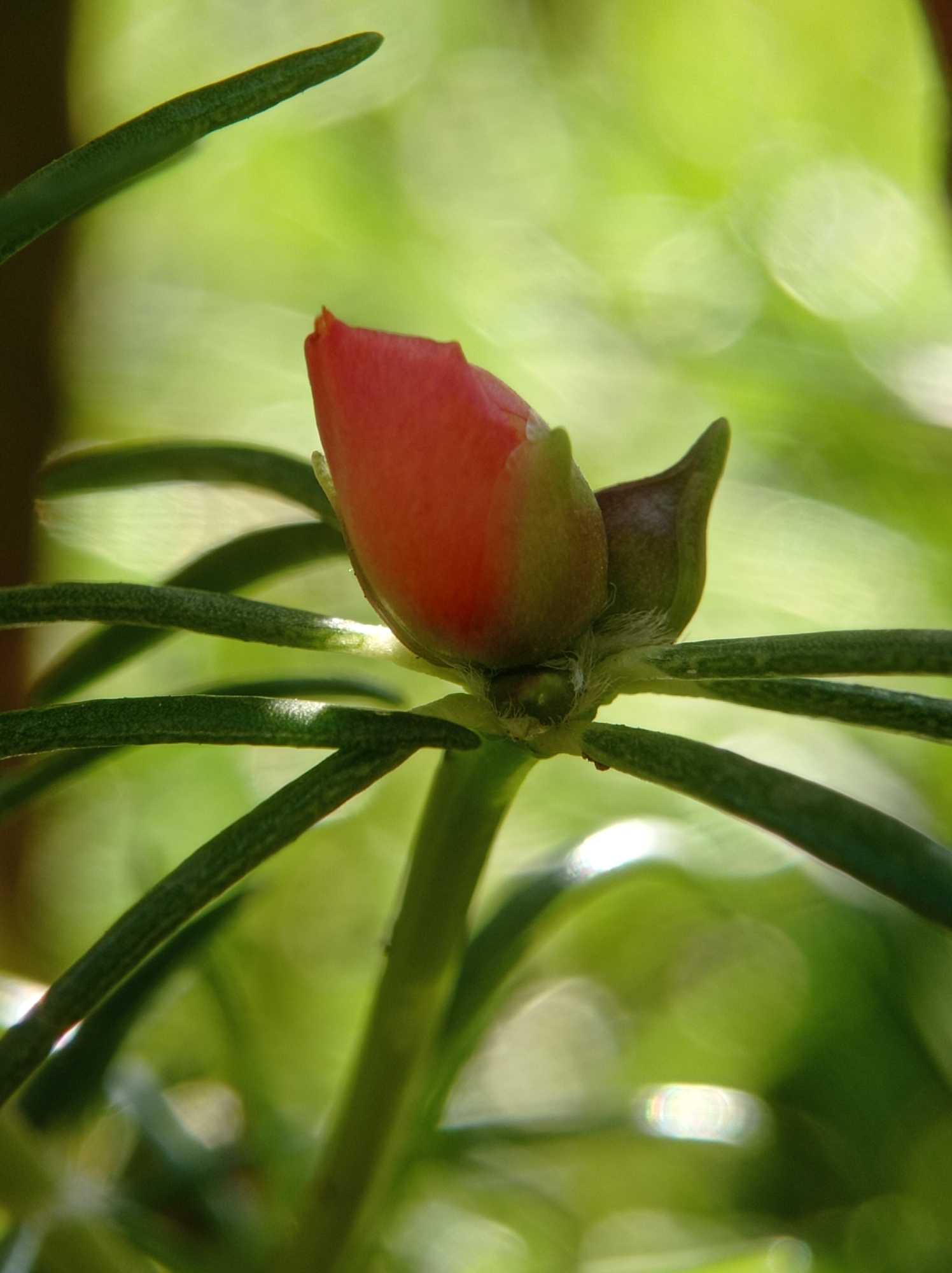 A close-up photograph captures a single, unopened red flower bud of a Portulaca oleracea plant. The bud is tightly furled, with delicate, pointed petals in a vibrant shade of red. Surrounding the bud are several slender, green stems and needle-like leaves, characteristic of the purslane plant. The background is a soft blur of green foliage, suggesting an outdoor environment with dappled sunlight creating bright, bokeh effects. The image focuses on the intricate details of the plant, highlighting its natural beauty. The scene is devoid of human presence and specific urban markers, making it difficult to pinpoint a location within Mulyoagung, Indonesia, beyond it being a natural setting.