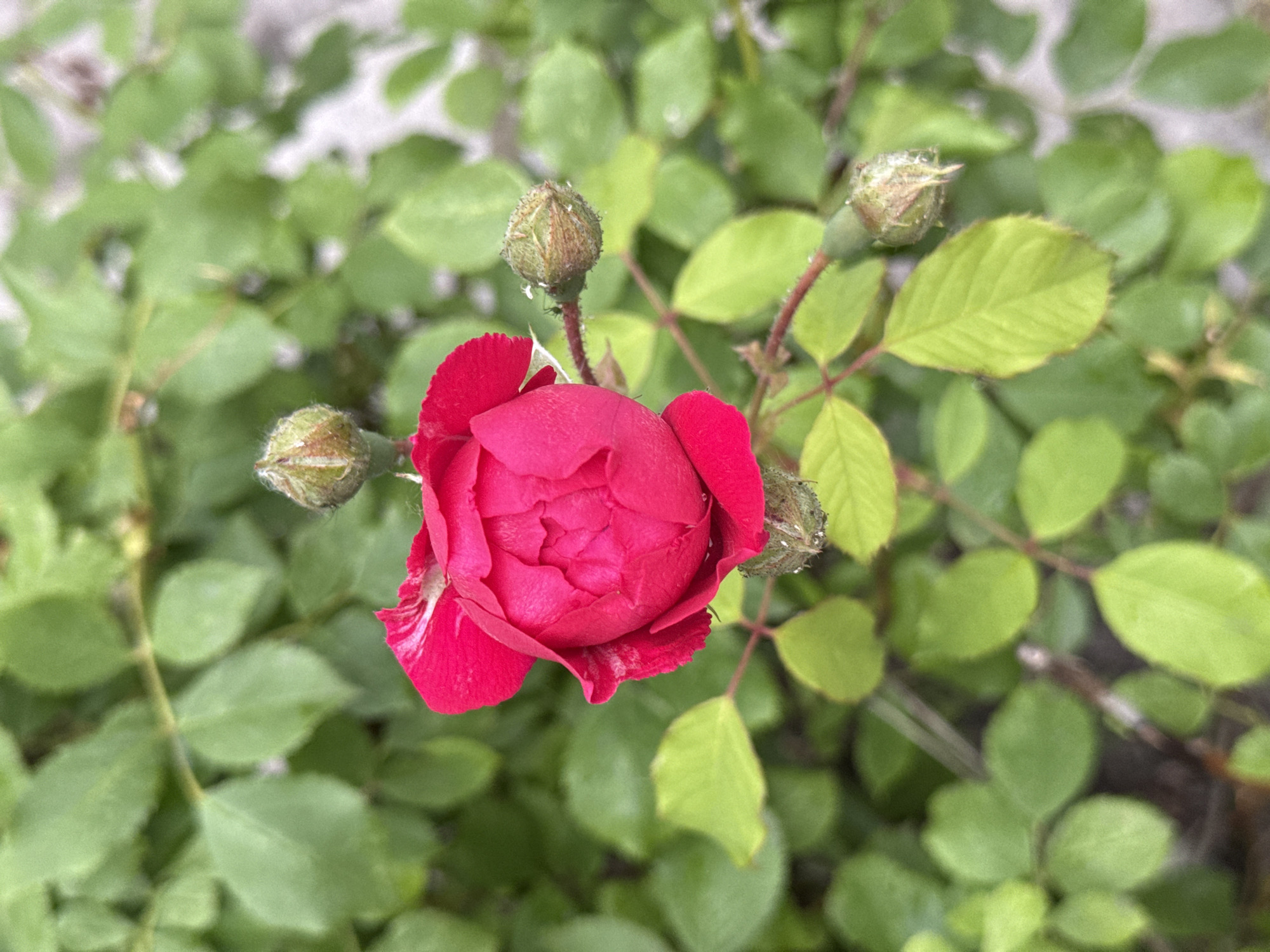 A close-up, eye-level shot shows a vibrant pink rose bloom partially open, with several rosebuds at various stages of development clustered around it. The rose is the central focus, with its petals delicately unfurling. Surrounding the rose is a dense backdrop of lush, green foliage, with some leaves showing dew drops. The lighting appears soft and natural, suggesting it was taken outdoors in daylight. The scene is a natural outdoor environment.