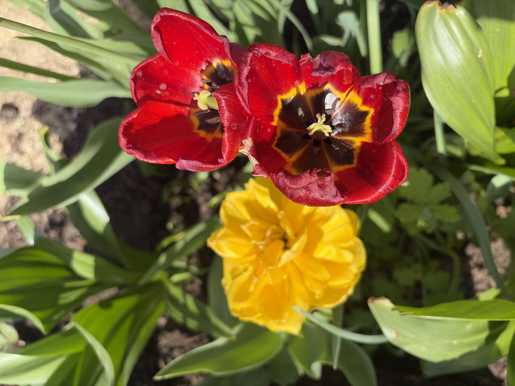 The image shows a close-up of three flowers in a garden setting. Two red tulips with black and yellow centers are positioned at the top of the frame. Below them is a yellow flower, possibly a daffodil or another type of tulip. Green leaves surround the flowers. The location is specified as Chaikovsky, Russia, but there are no visible markers or features in the image to confirm this location.