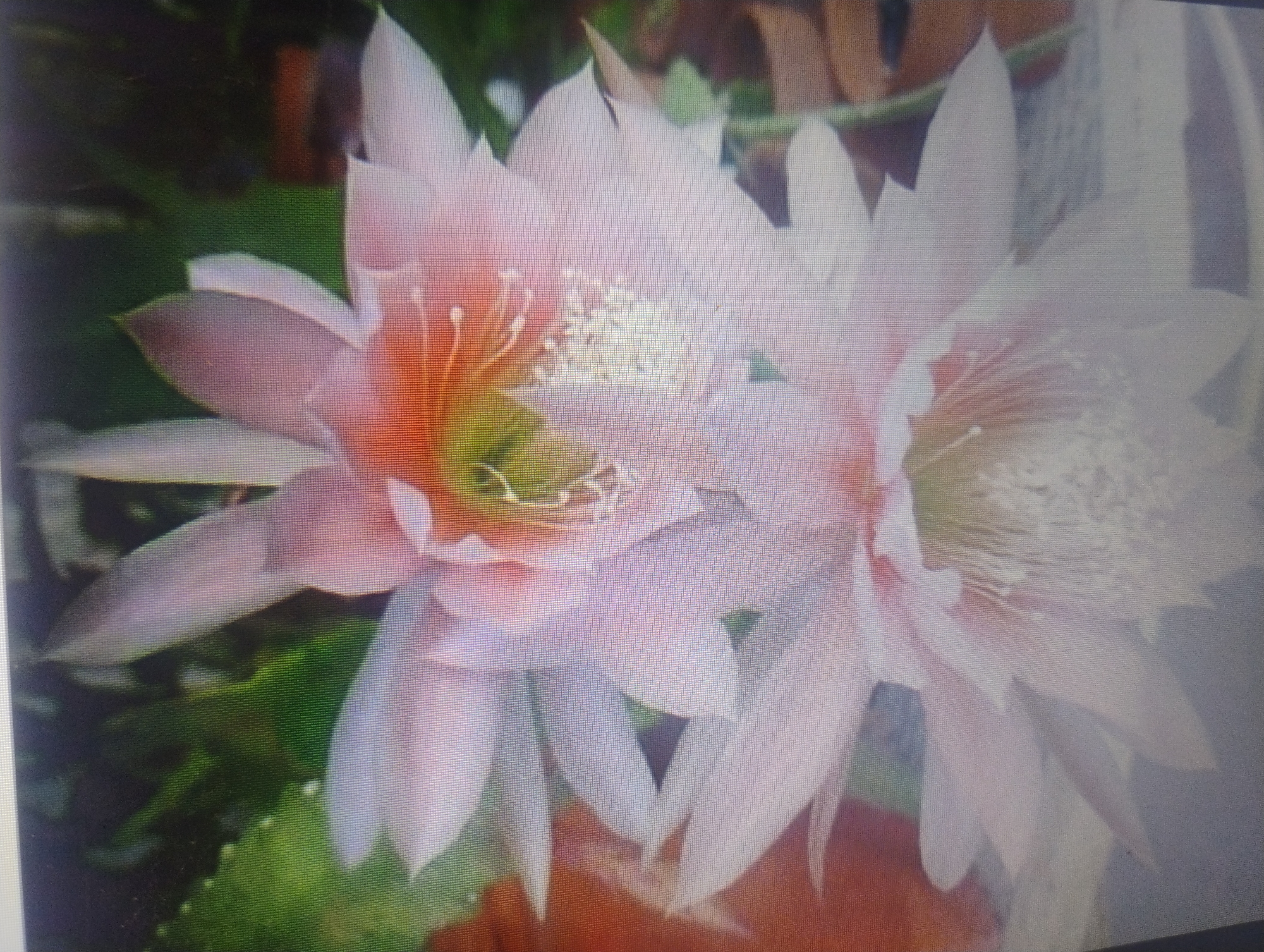 The image displays a close-up view of a flowering cactus, likely an Epiphyllum, with multiple large, delicate pink and white blossoms. The flowers exhibit numerous slender white stamens at their centers, with hints of orange and yellow in the innermost petals. The background is blurred, suggesting a natural or garden setting with green foliage and some brown earthy tones, possibly indicating pots or soil. The lighting is soft, highlighting the translucent quality of the petals. There are no people or animals visible in the image. The scene is static and focused solely on the floral subject. The image does not contain any information that could place it in Rumyantsevo, Bulgaria, or any other specific geographic location.