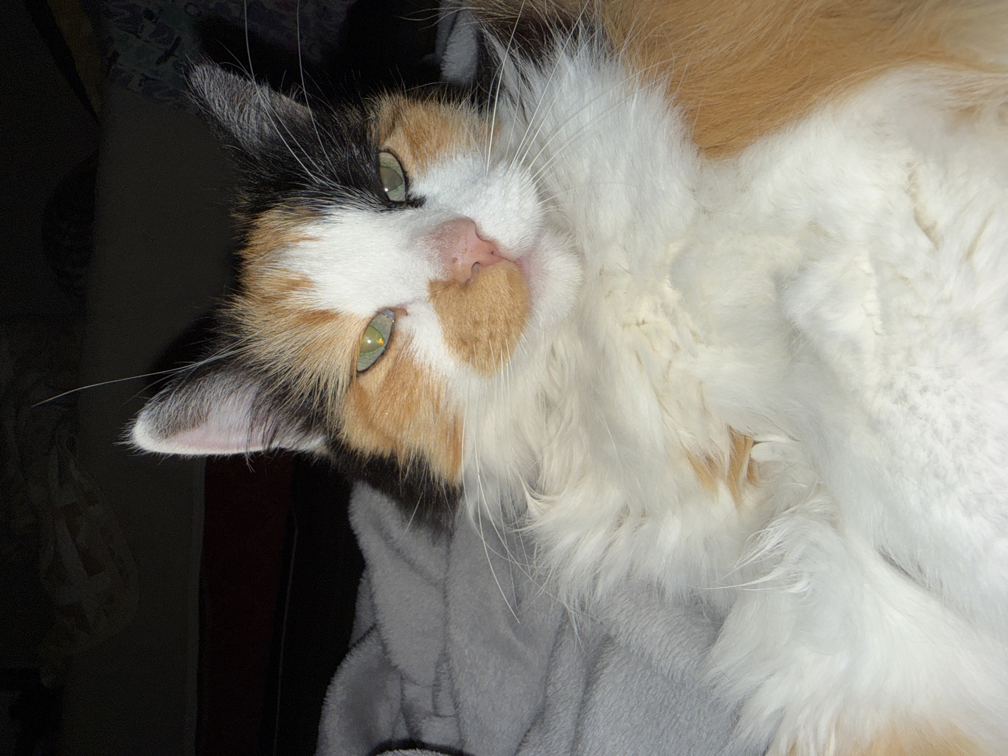 A calico cat with green eyes is lying on a gray blanket. The cat's face is mostly white with patches of orange and black. The cat's fur is long and fluffy. The background is dark and out of focus. The image is a close-up shot of the cat's face and upper body.